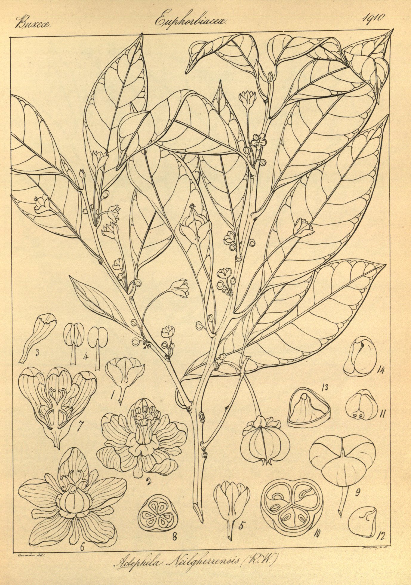 no full size  illustration available (3a)