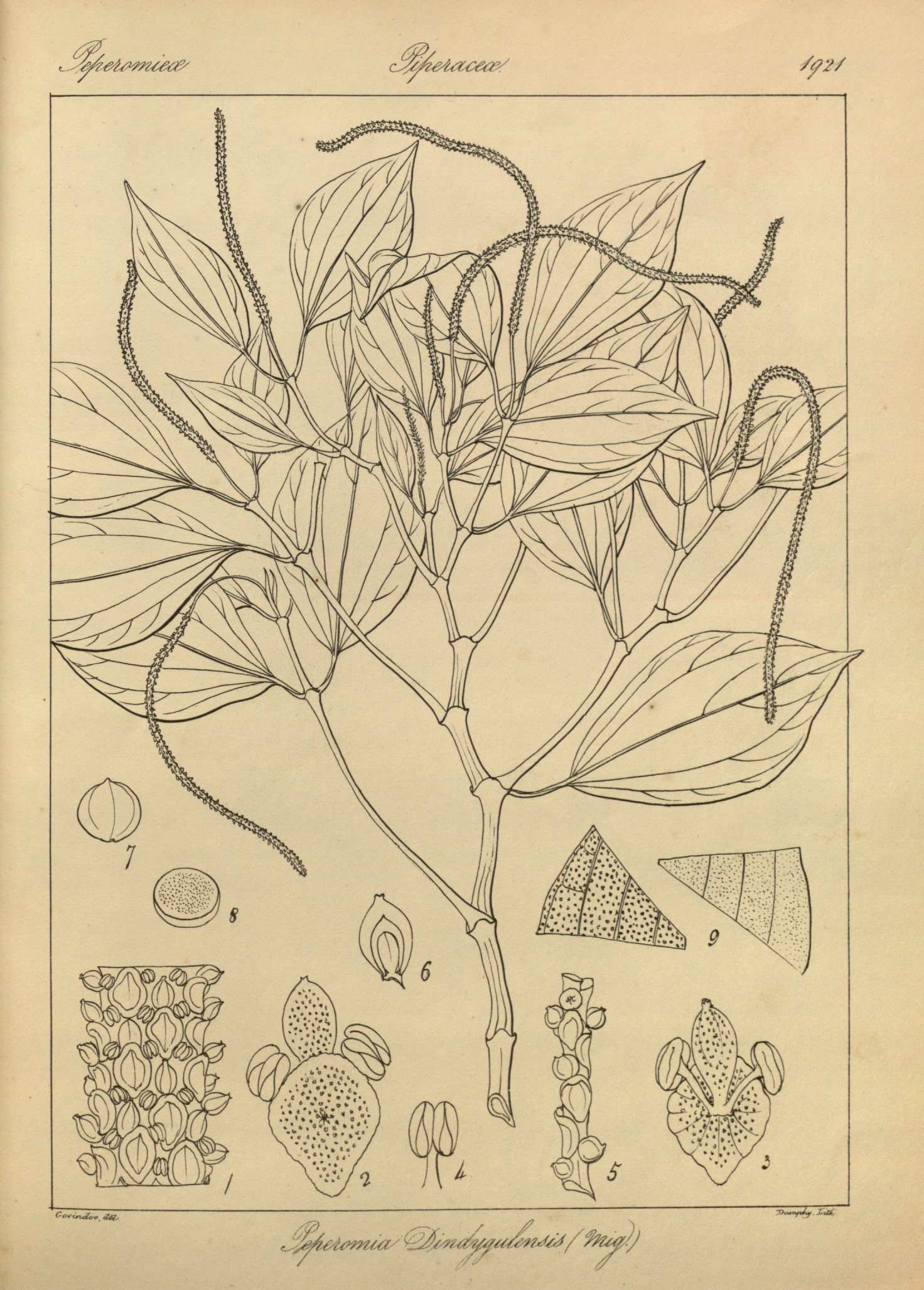 no full size  illustration available (3a)