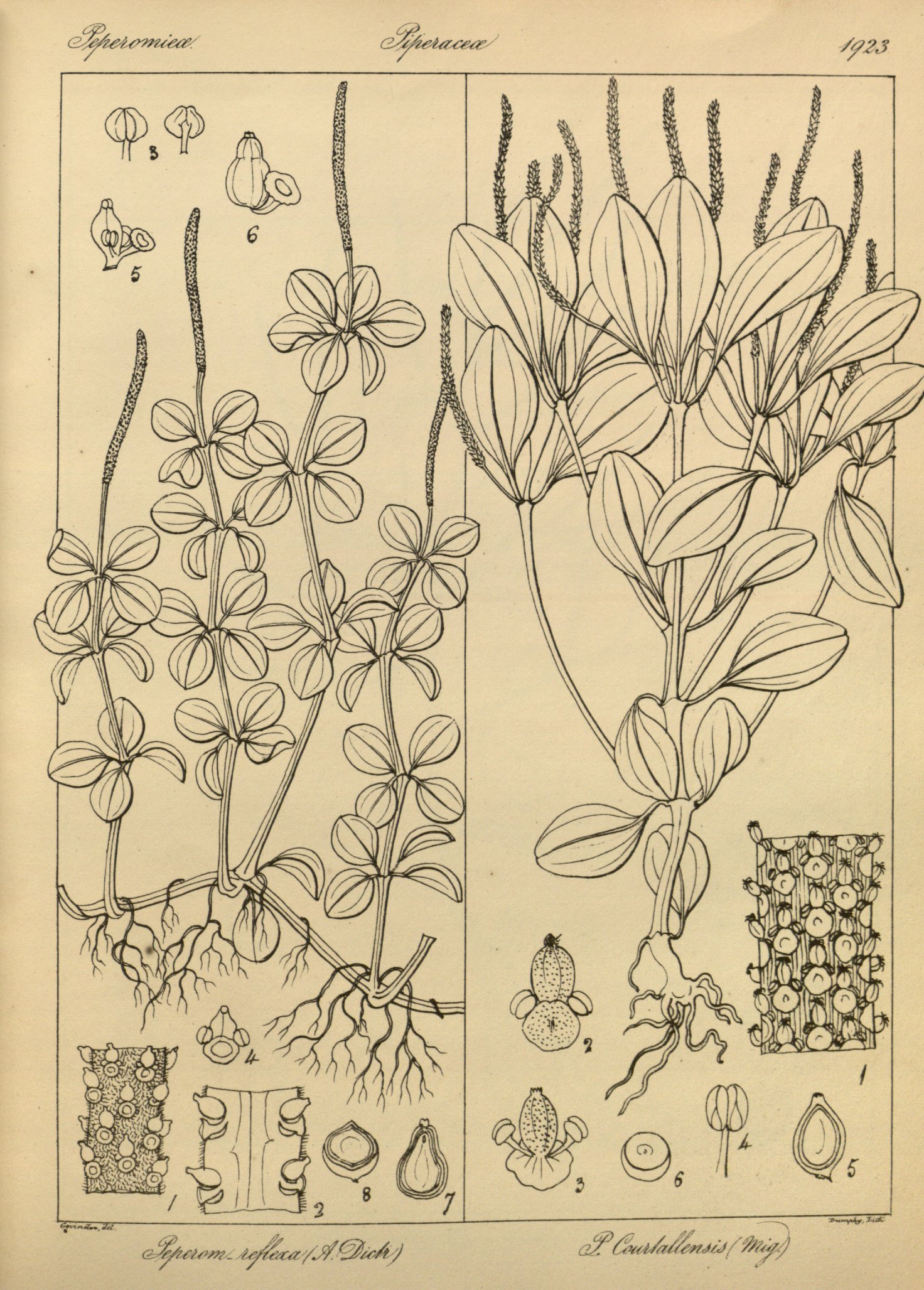 no full size  illustration available (3a)