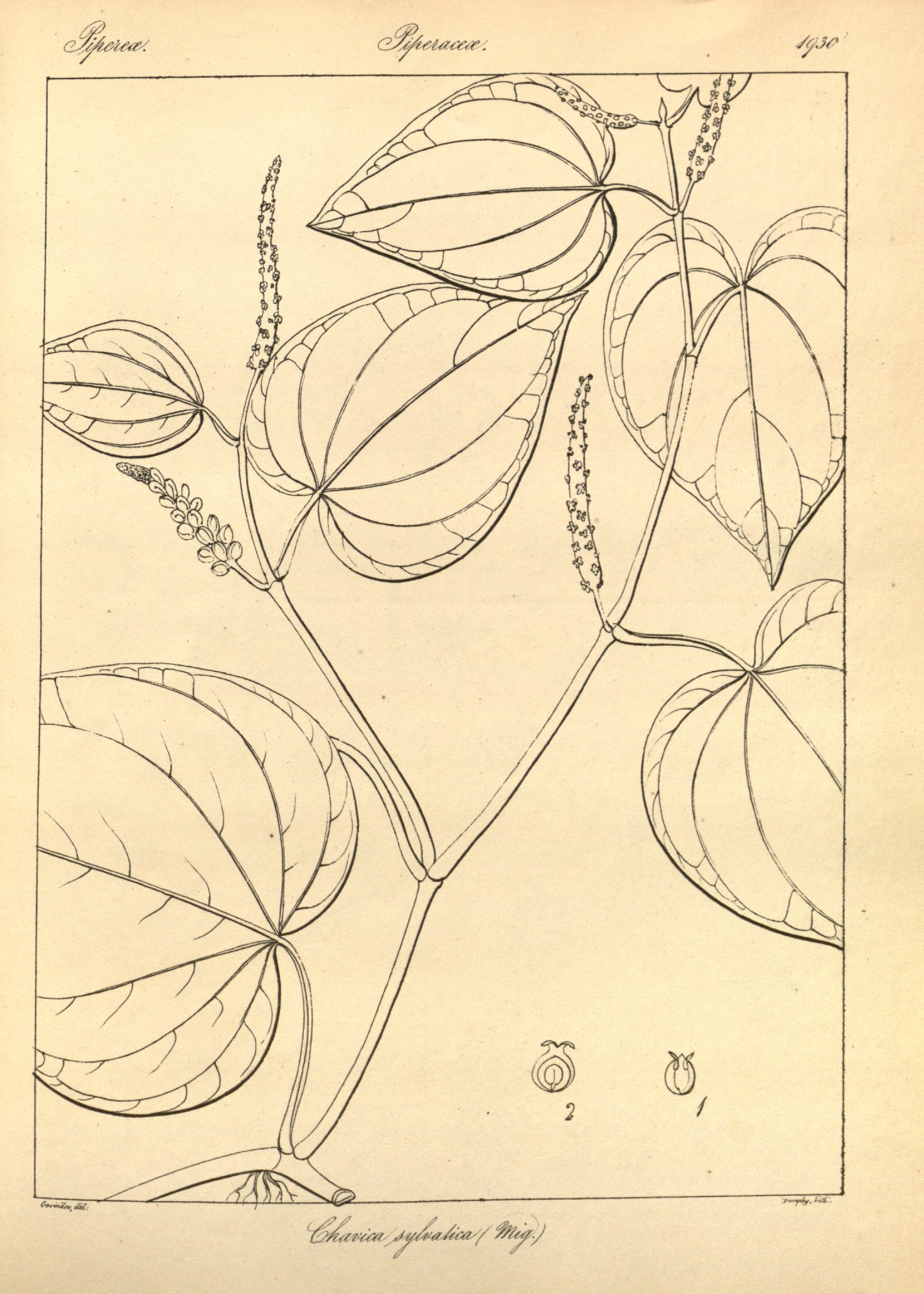 no full size  illustration available (3a)