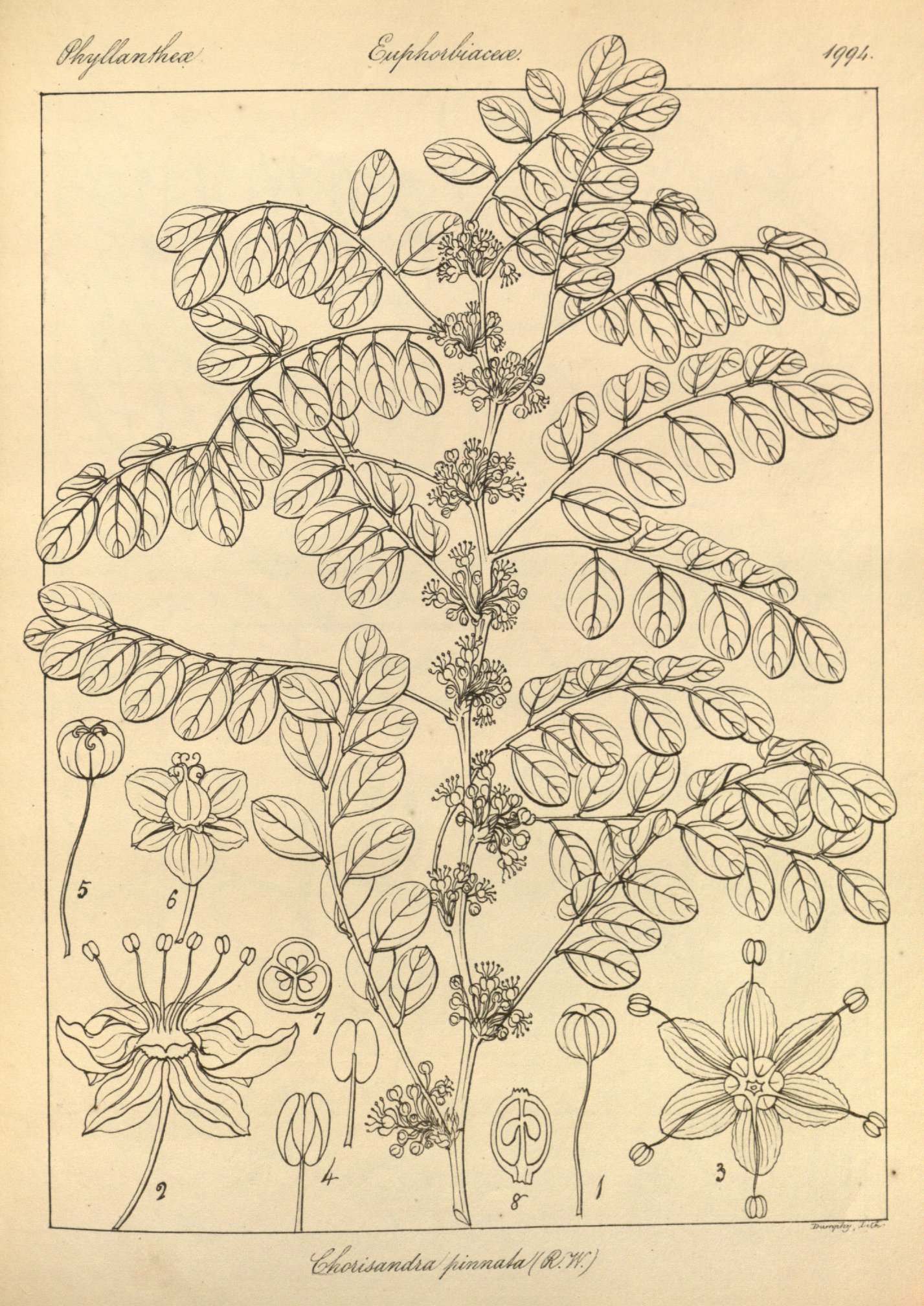 no full size  illustration available (3a)