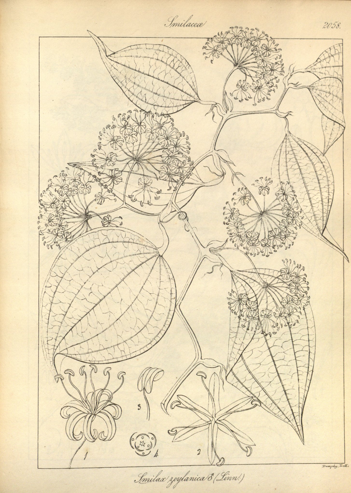 no full size  illustration available (3a)