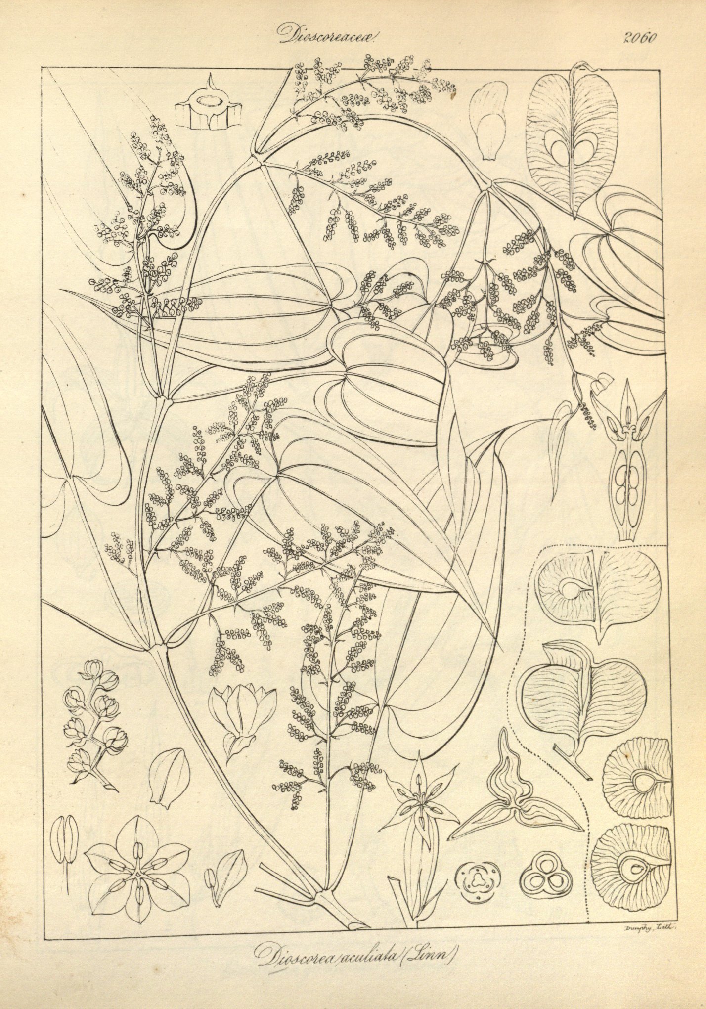 no full size  illustration available (3a)