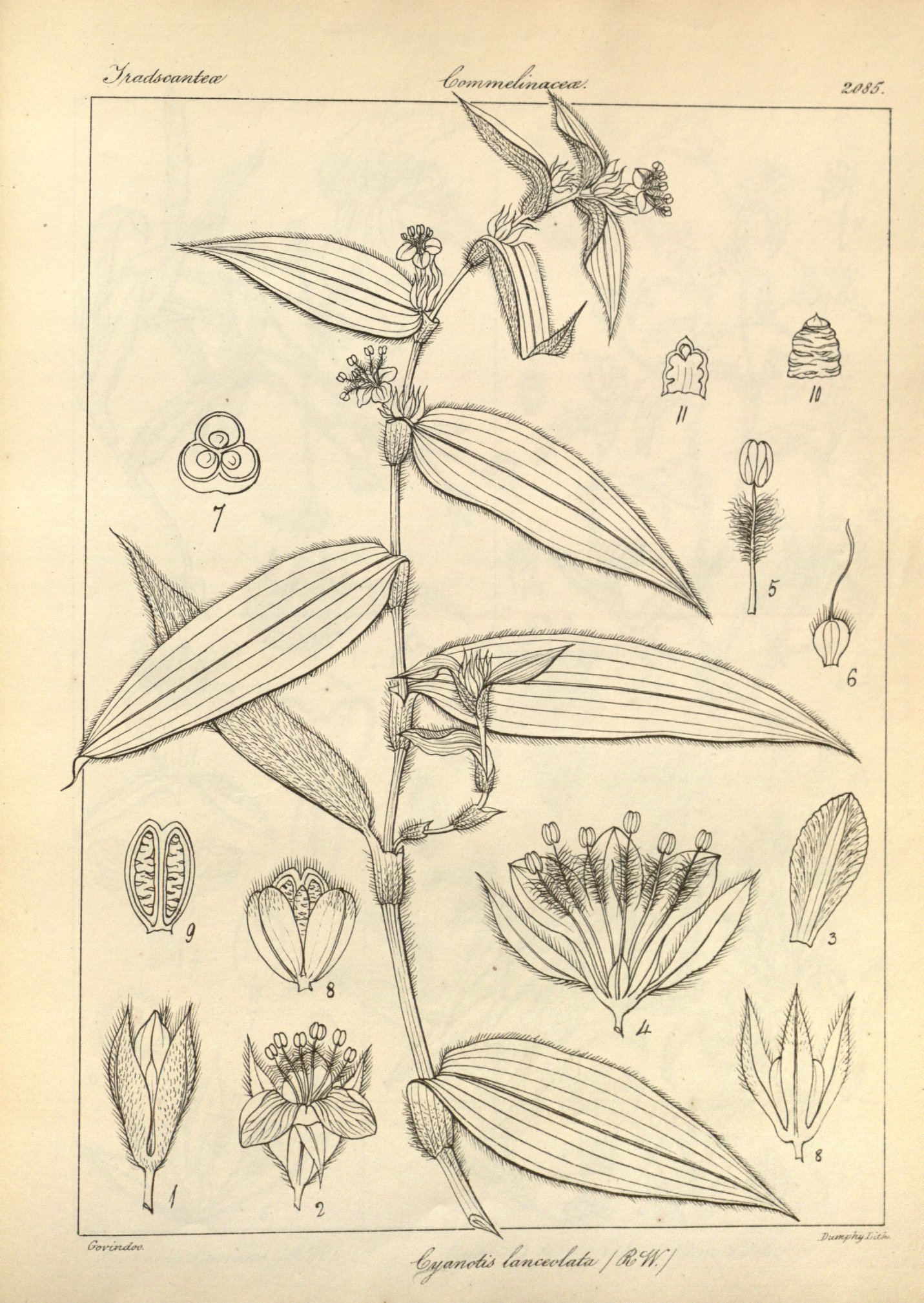 no full size  illustration available (3a)