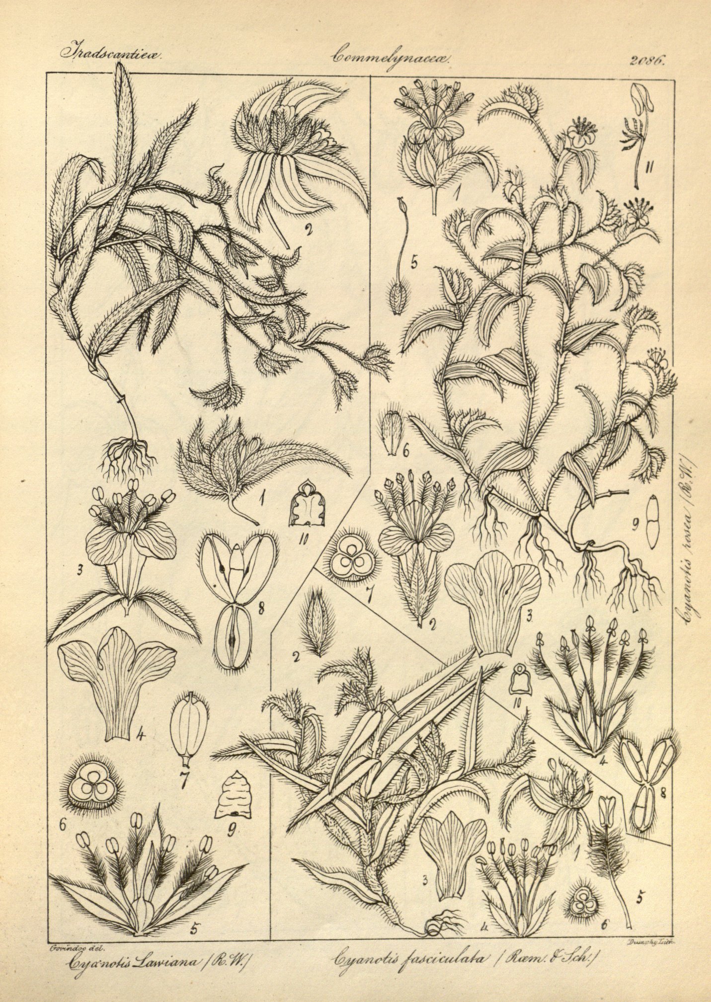 no full size  illustration available (3a)