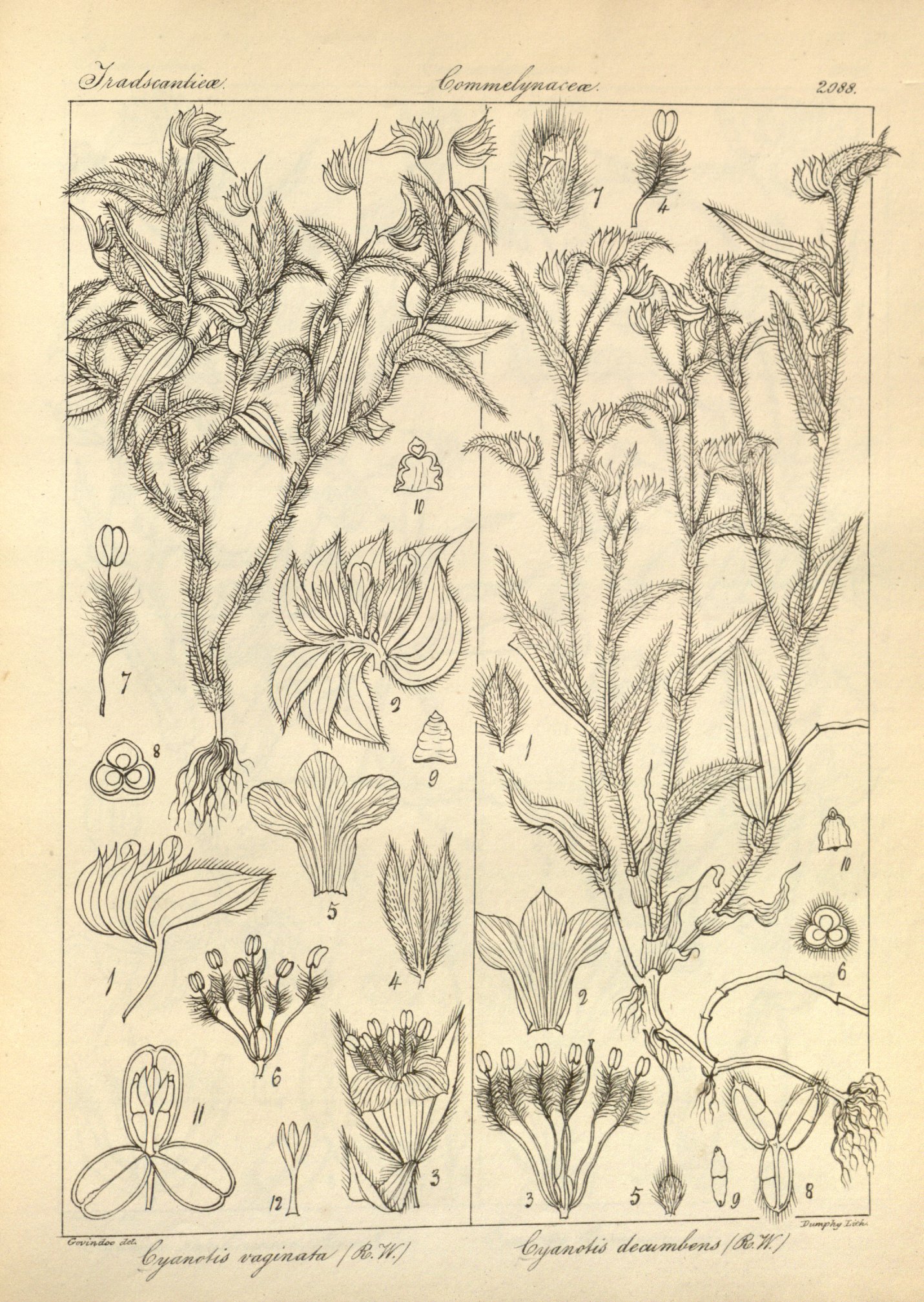 no full size  illustration available (3a)