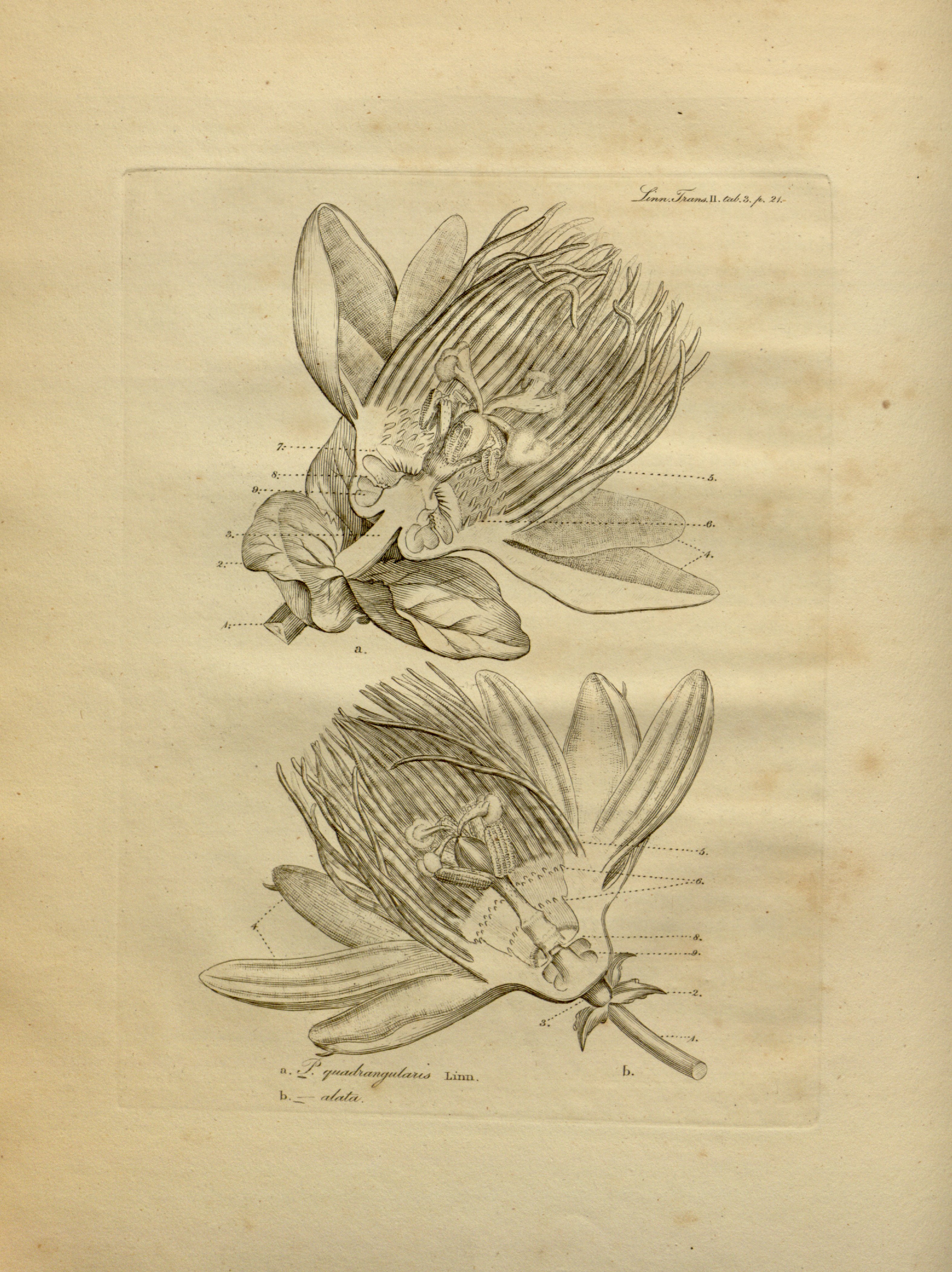 no full size  illustration available (3a)