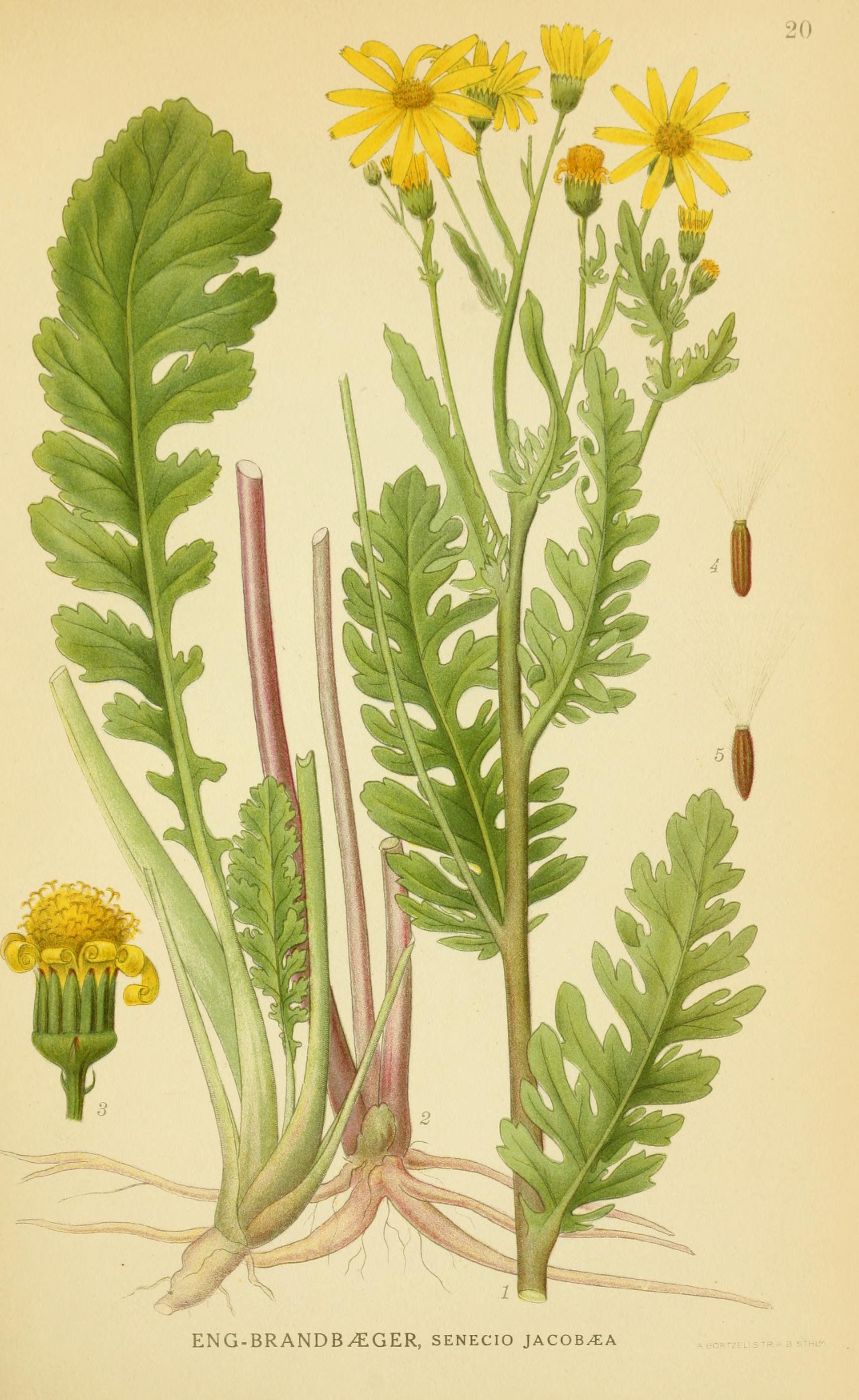 no full size  illustration available (3a)