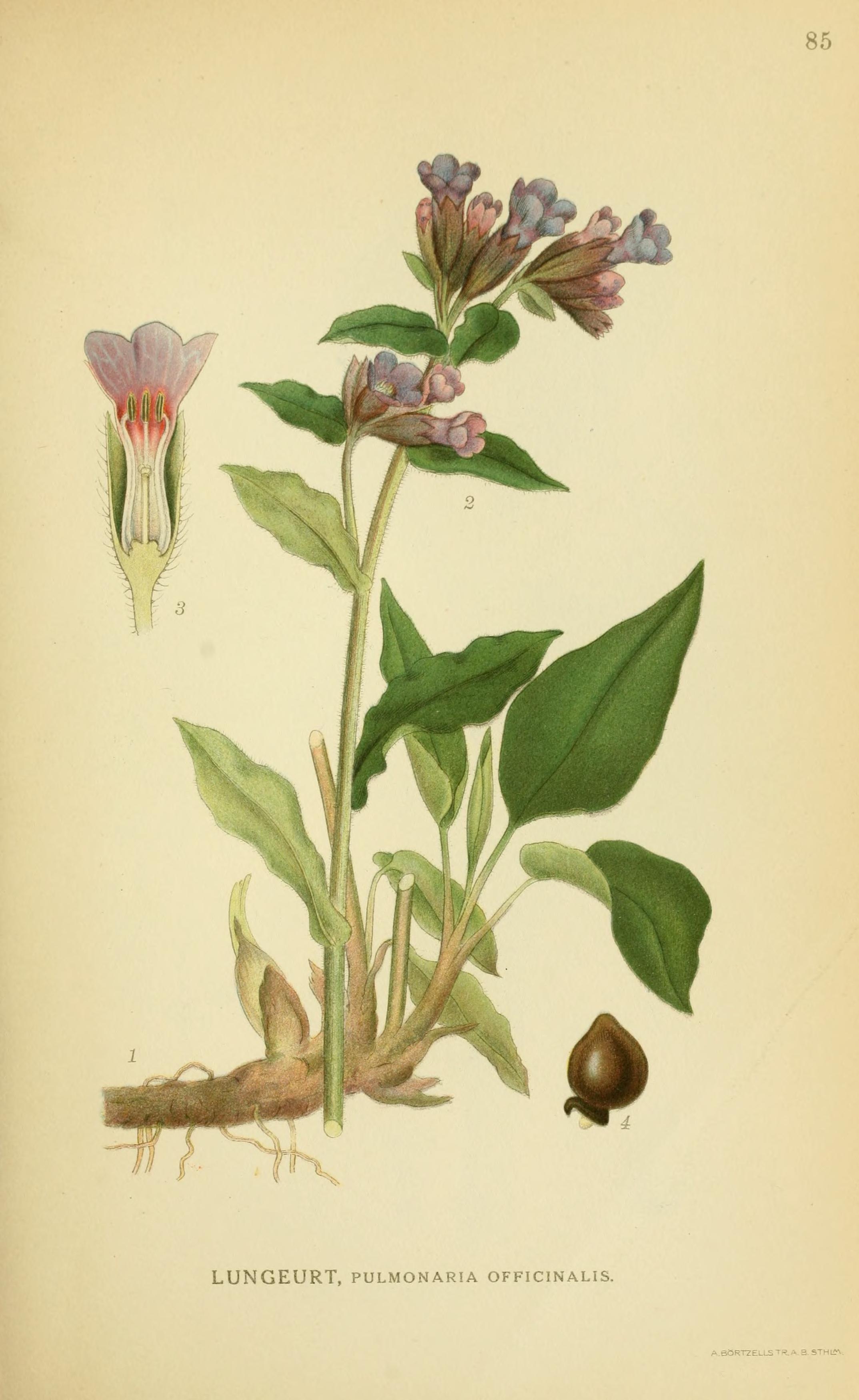 no full size  illustration available (3a)