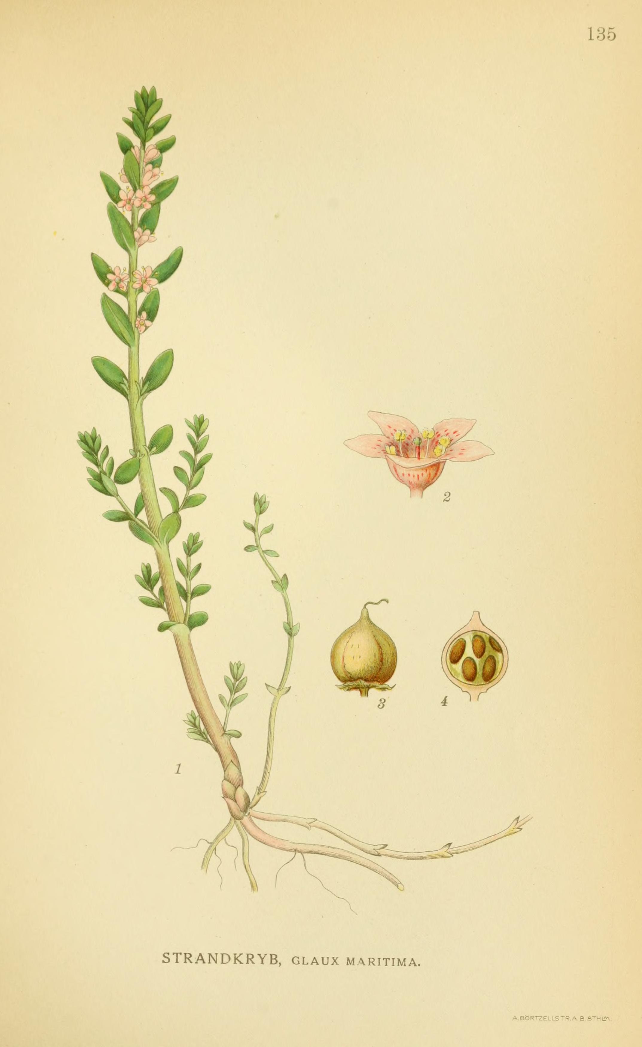 no full size  illustration available (3a)