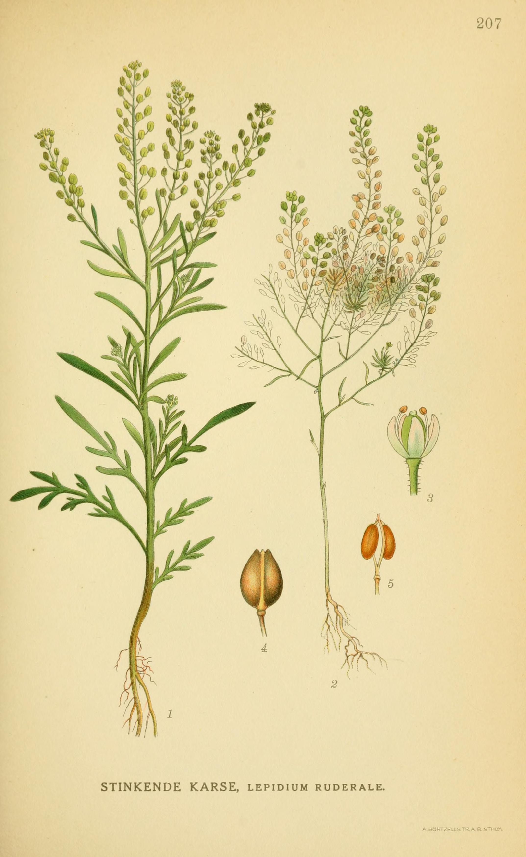 no full size  illustration available (3a)