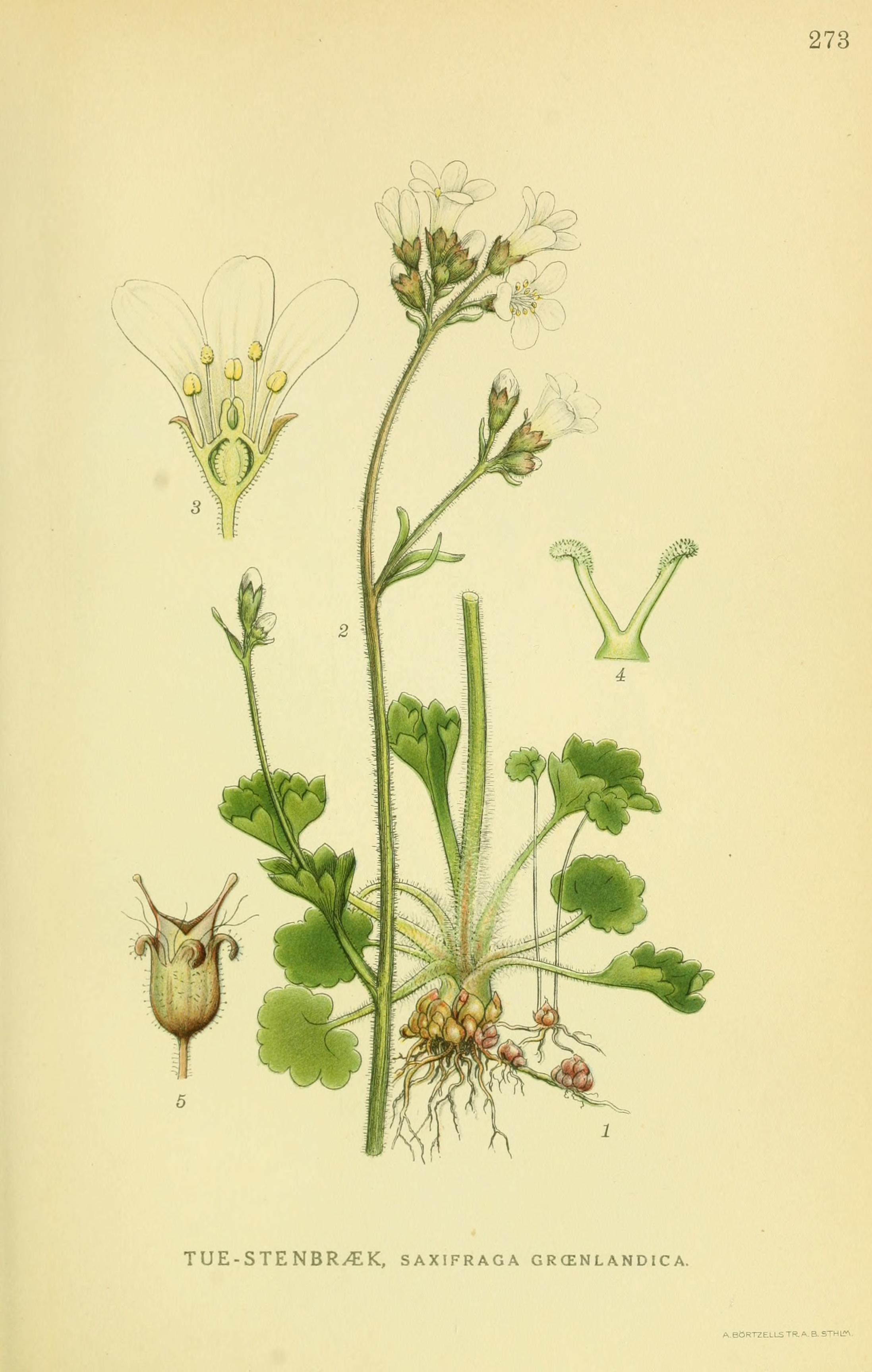 no full size  illustration available (3a)