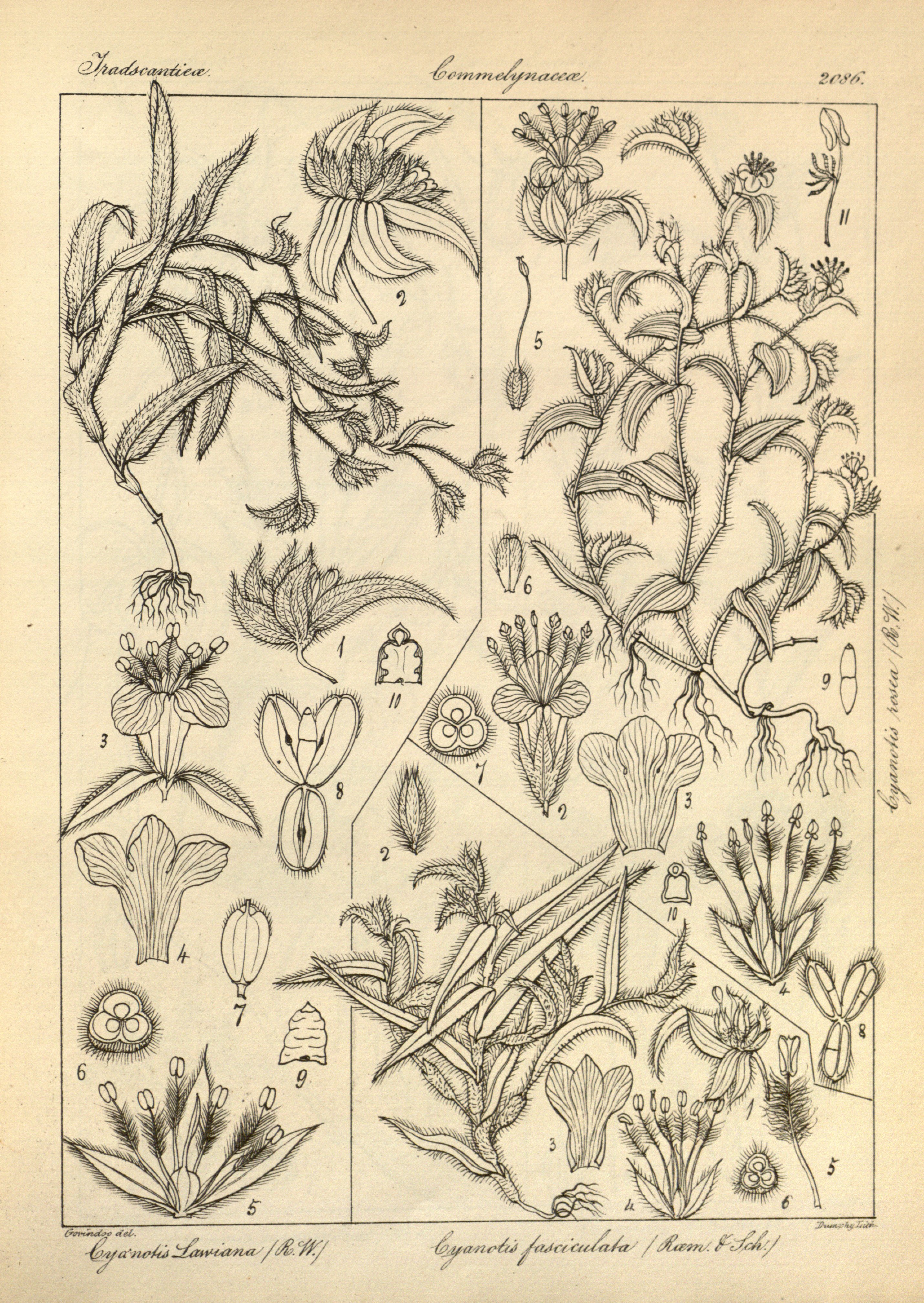 no full size  illustration available (3a)