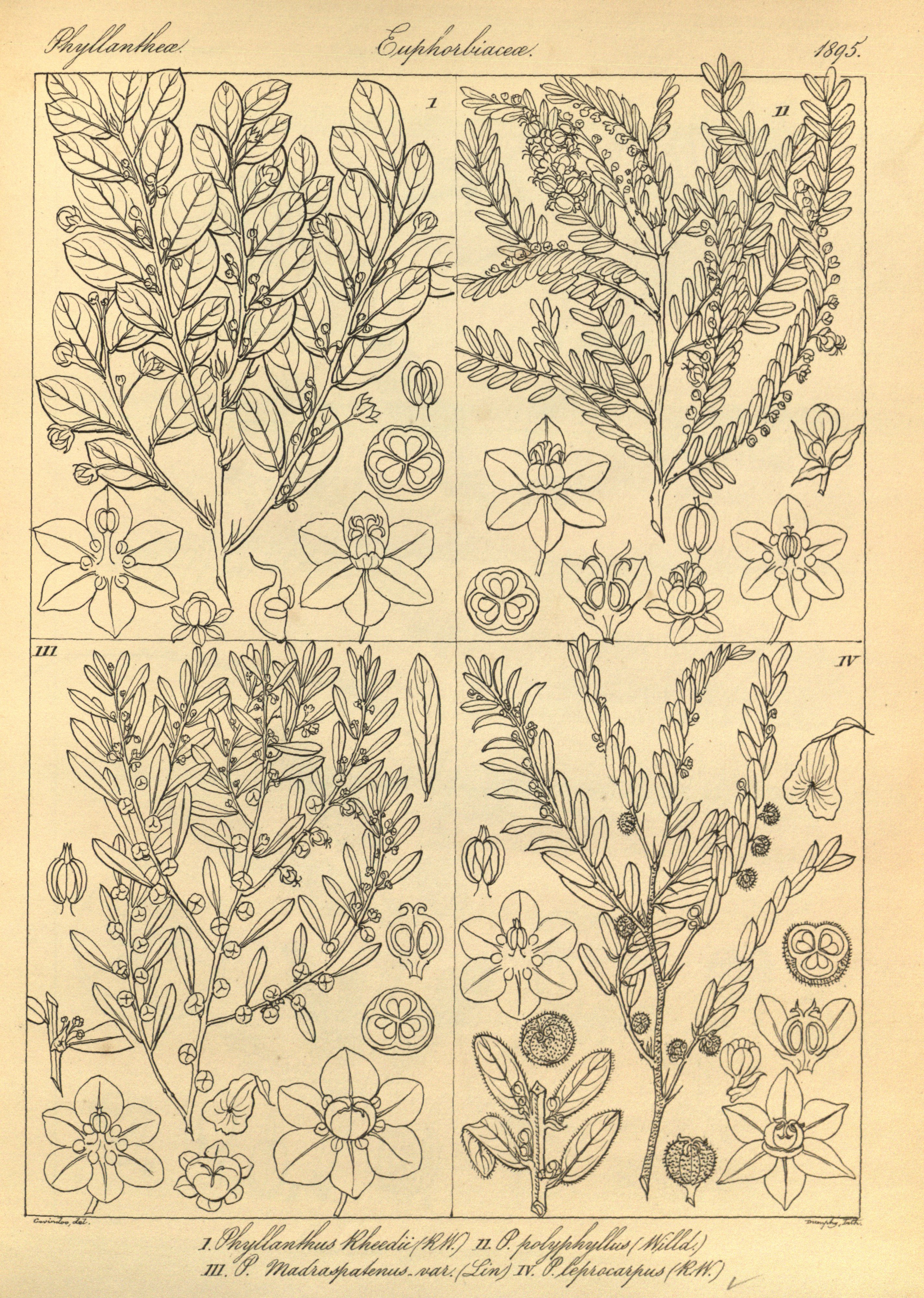 no full size  illustration available (3a)