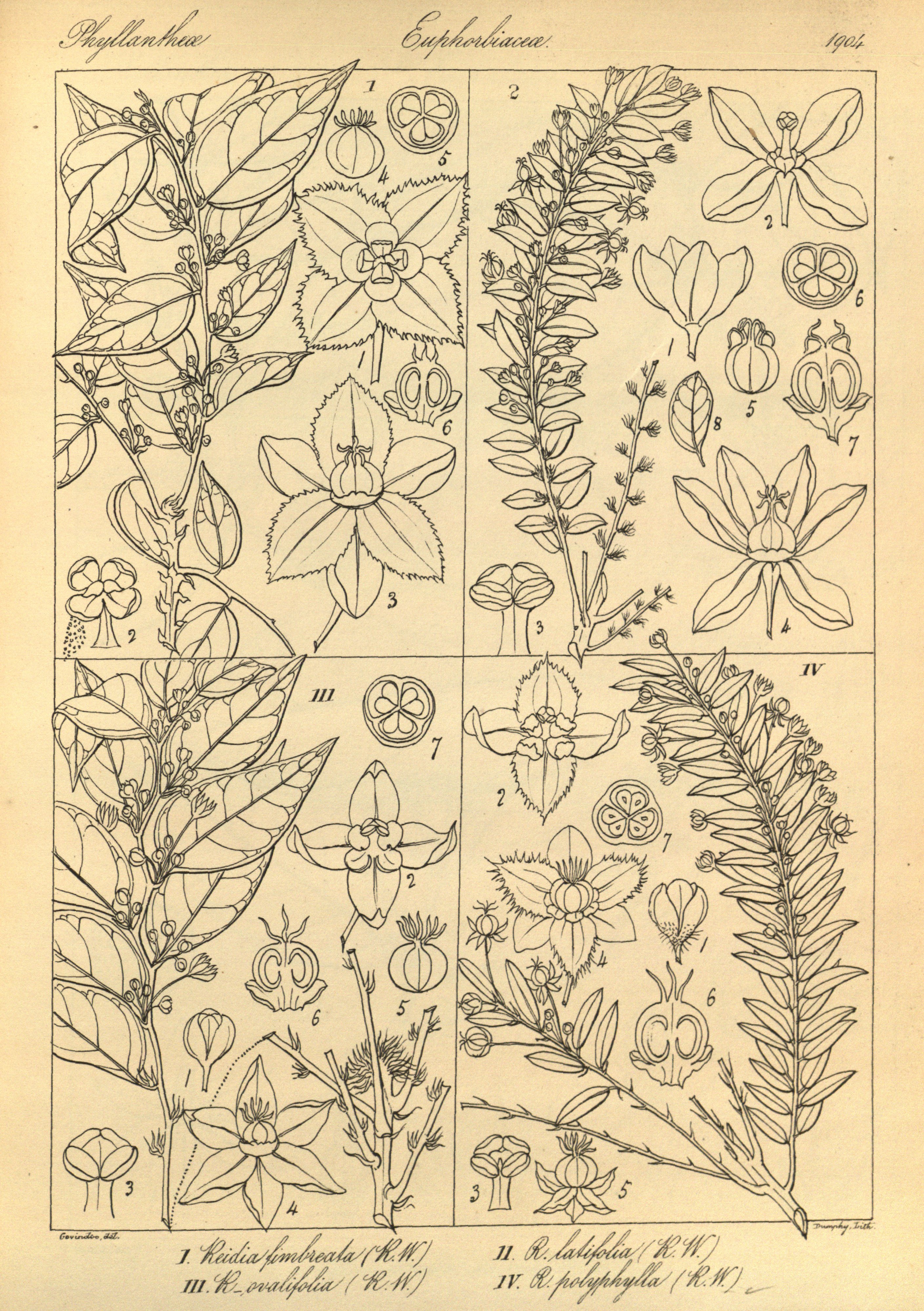 no full size  illustration available (3a)