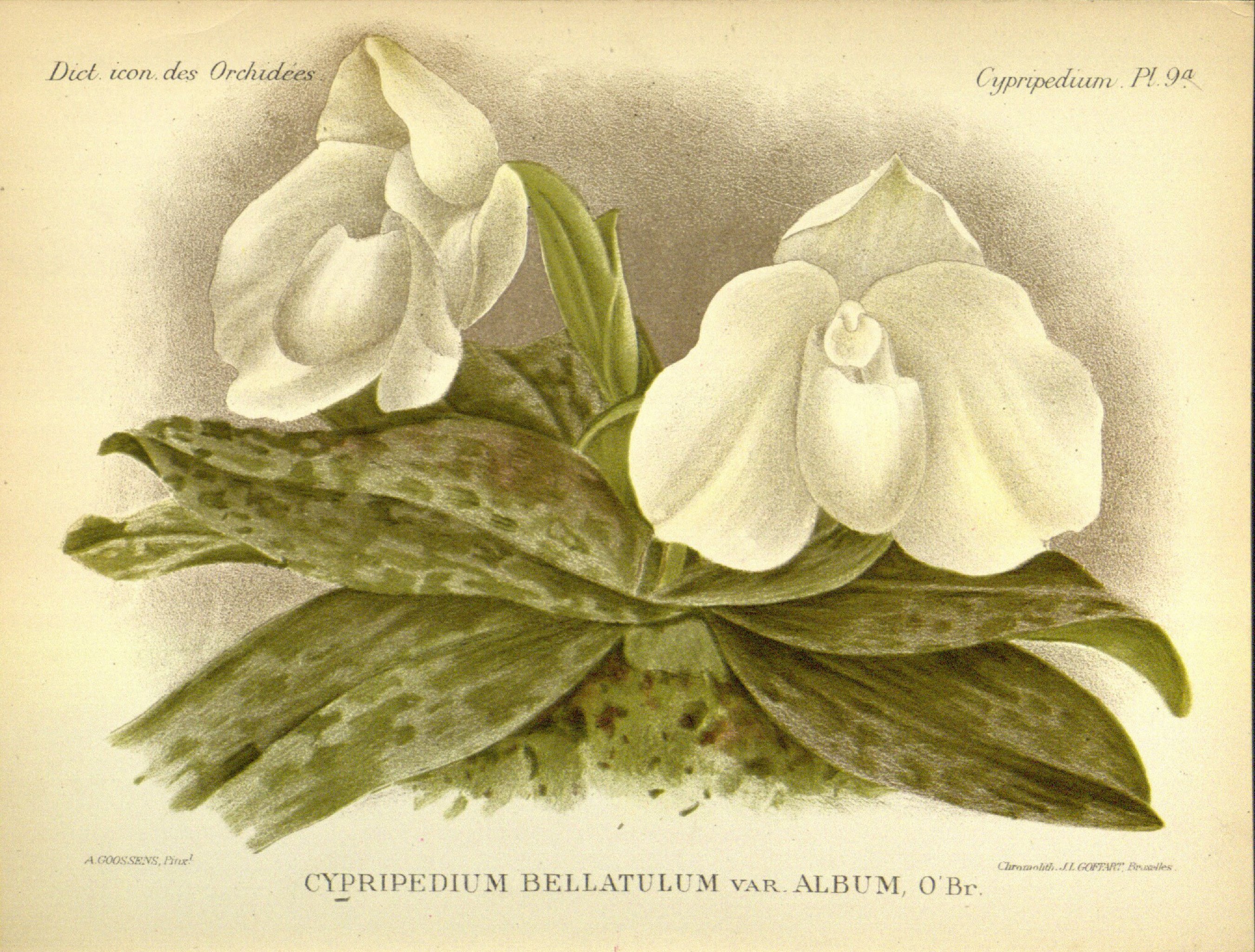 no full size  illustration available (3a)