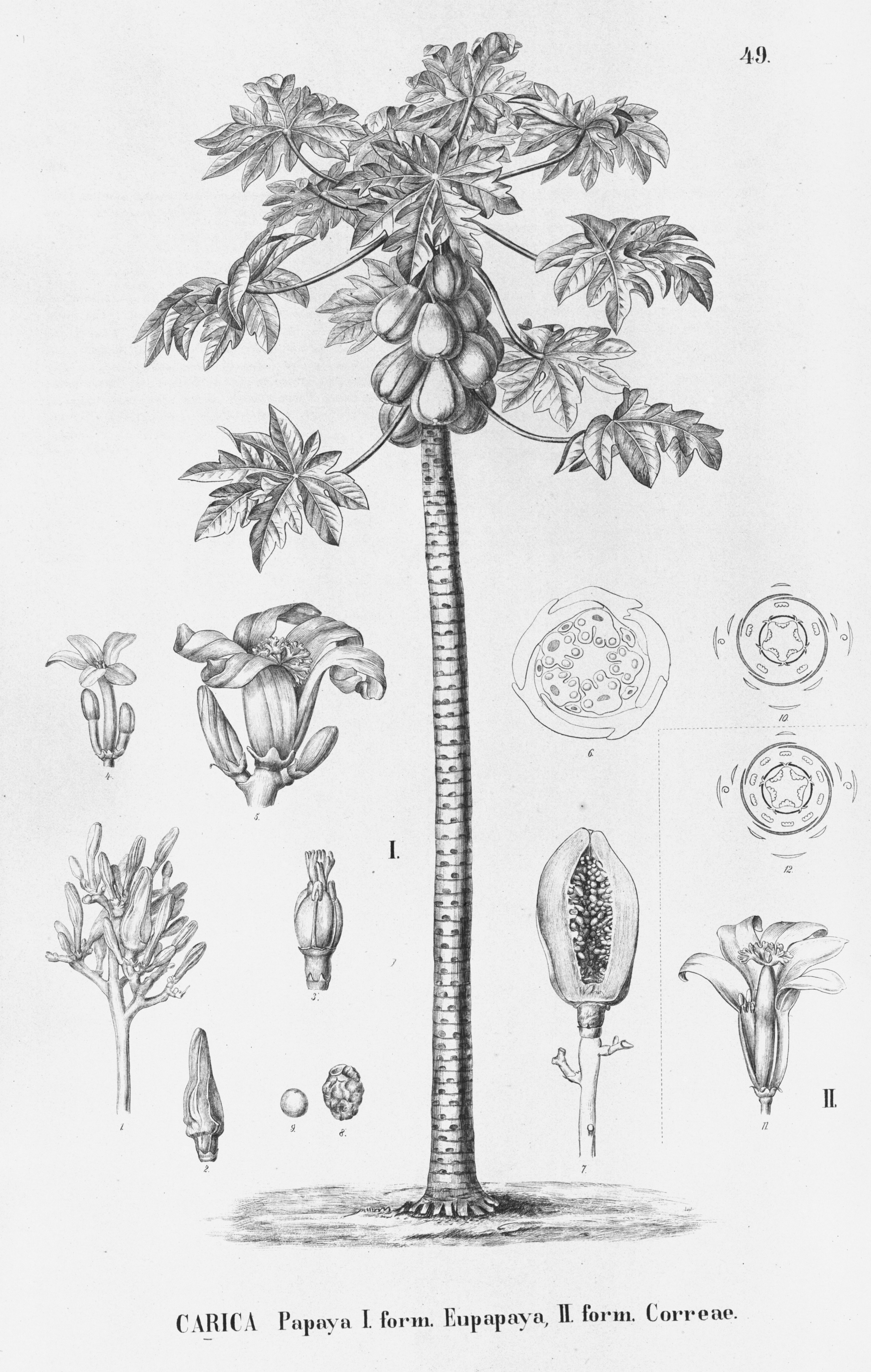 no full size  illustration available (3a)