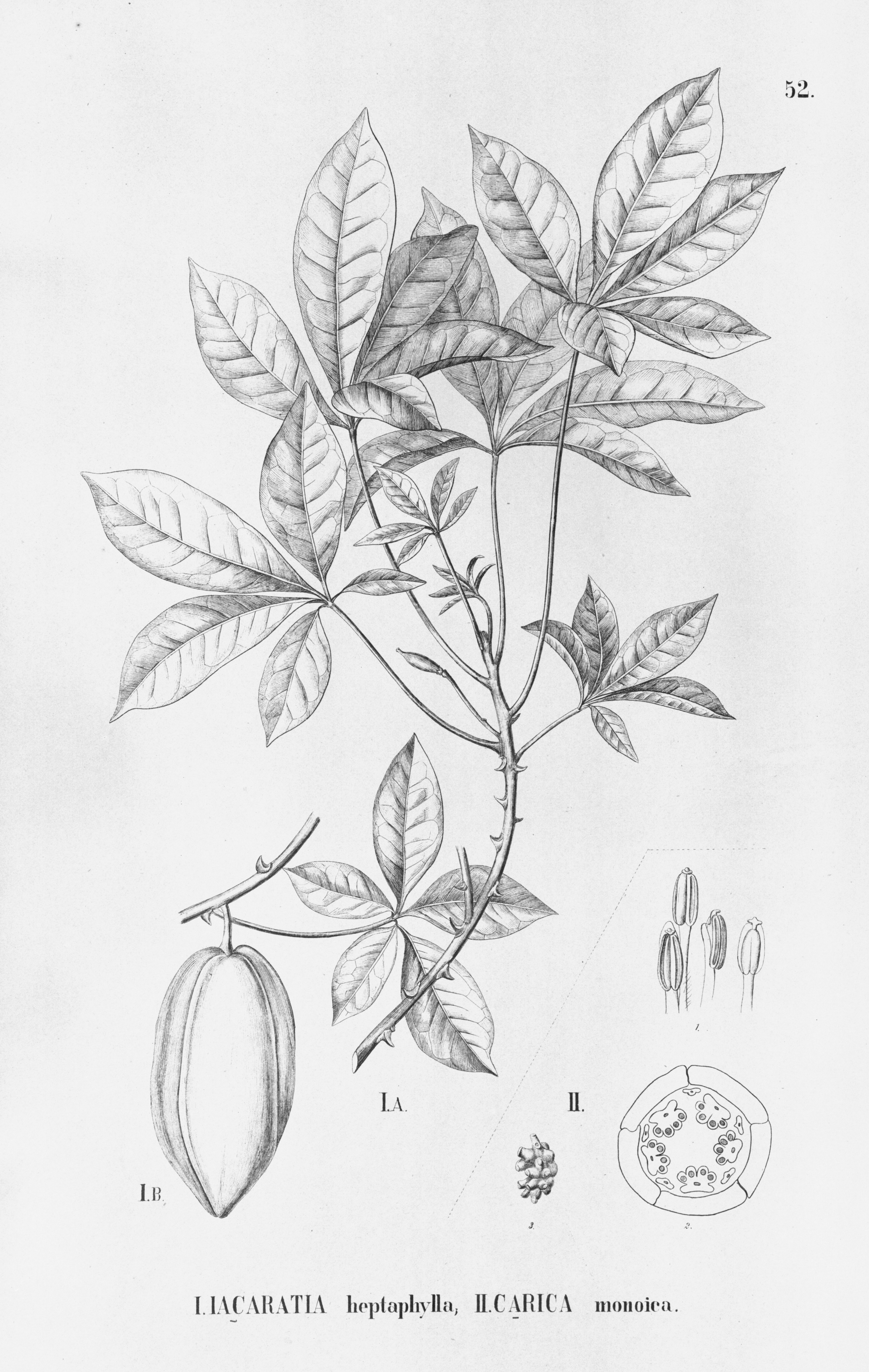 no full size  illustration available (3a)