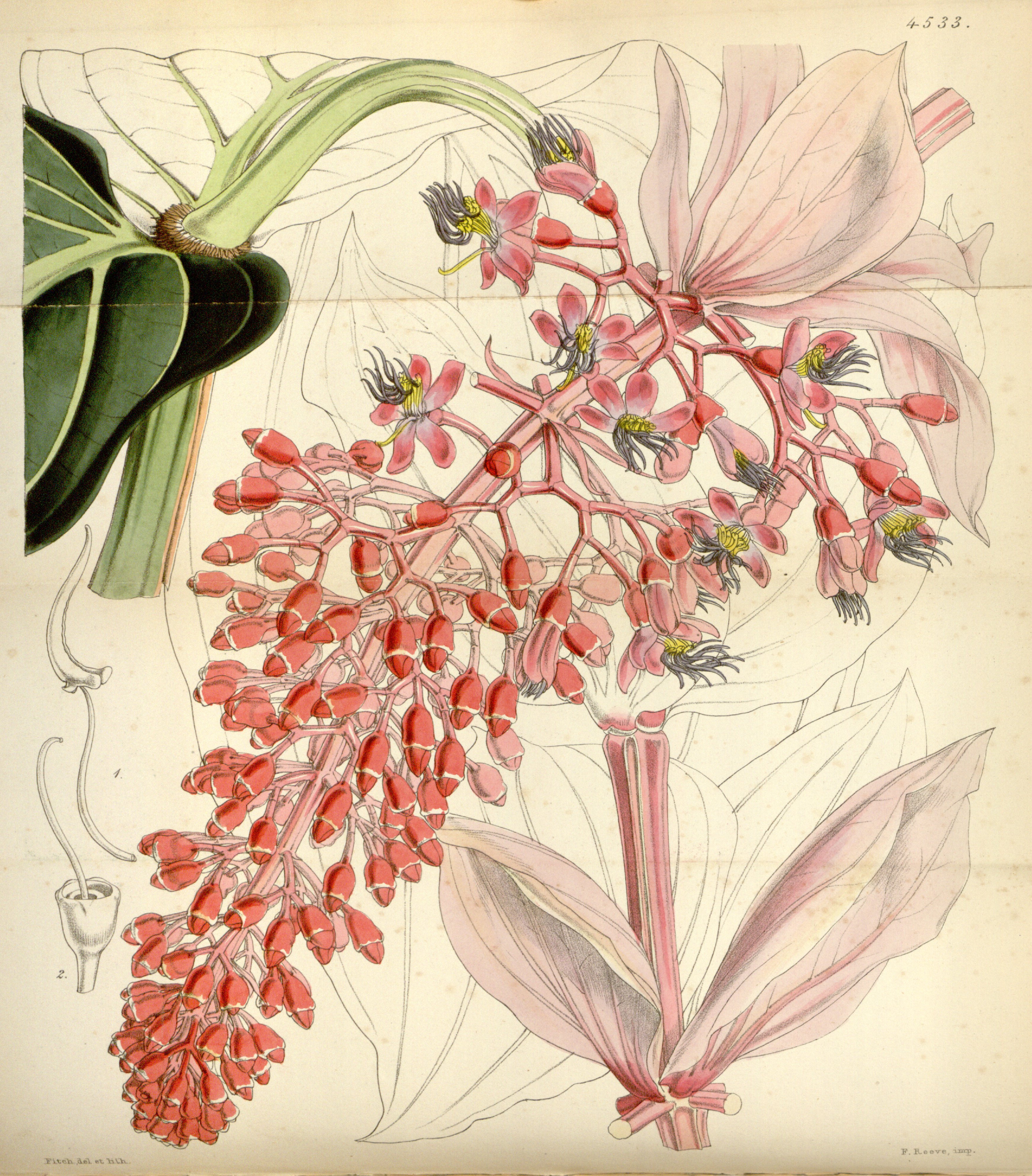 no full size  illustration available (3a)