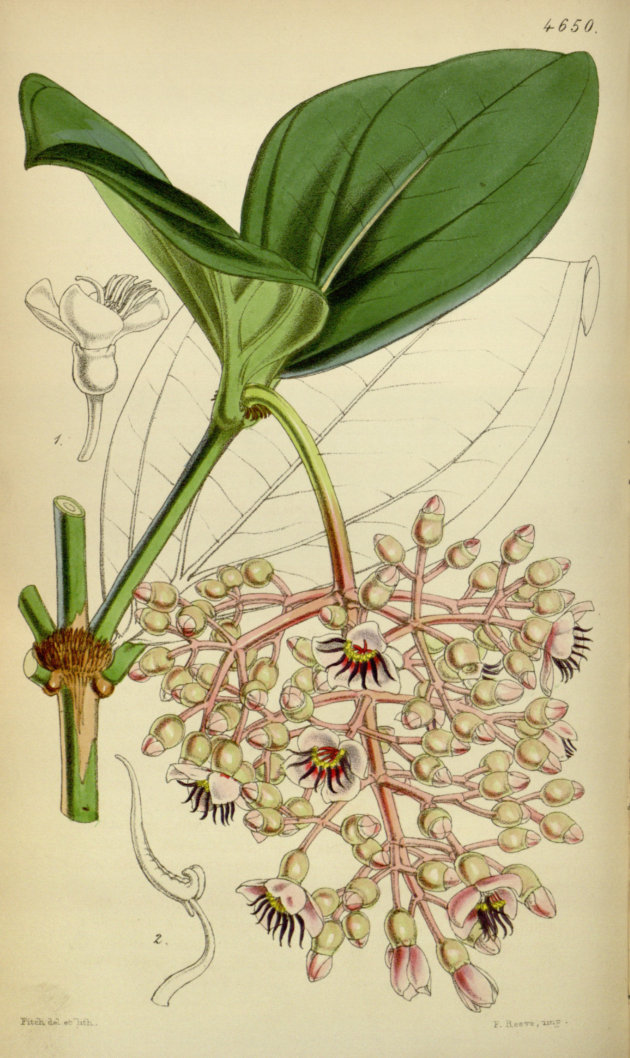 no full size  illustration available (3a)