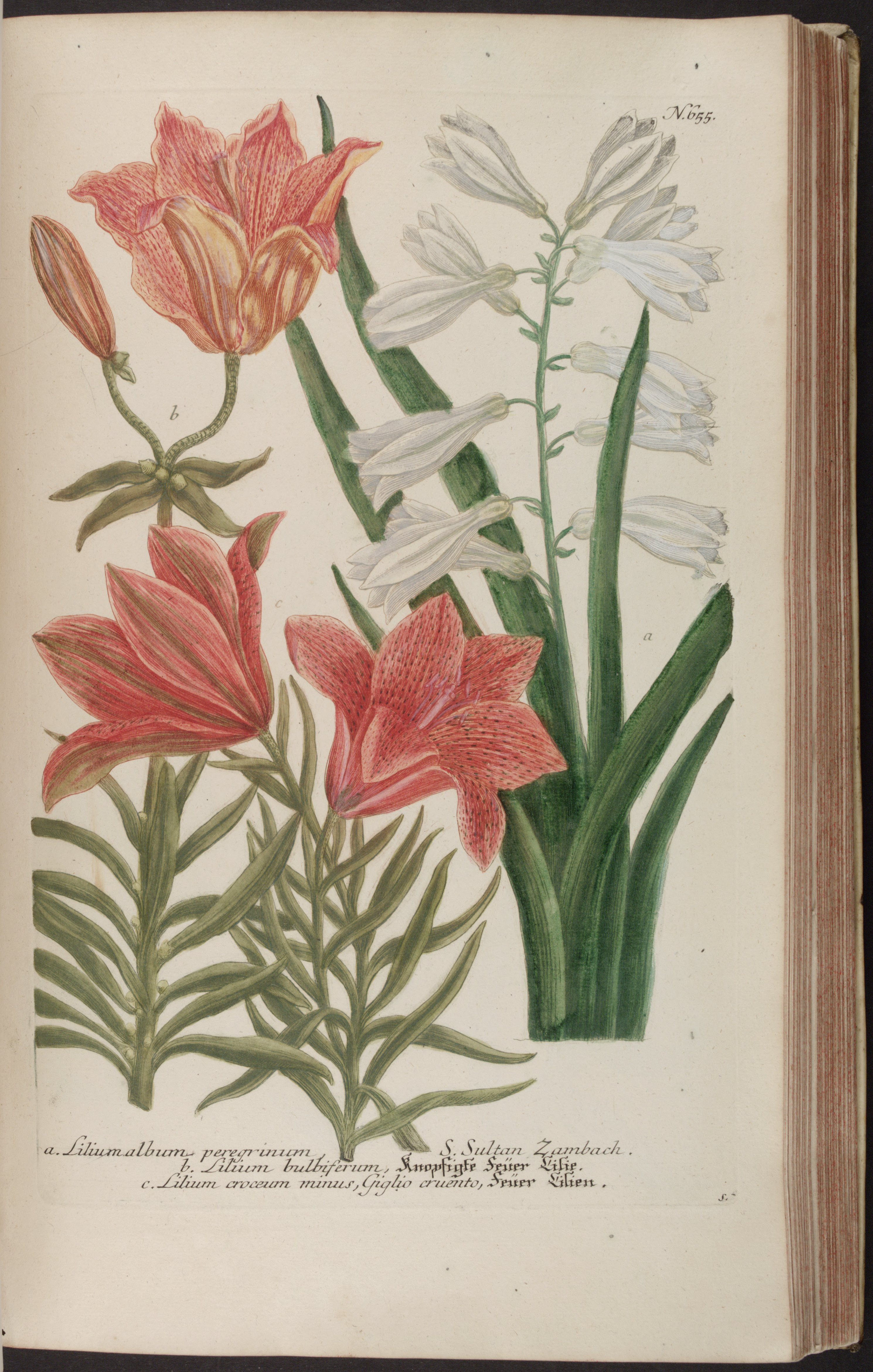 no full size  illustration available (3a)