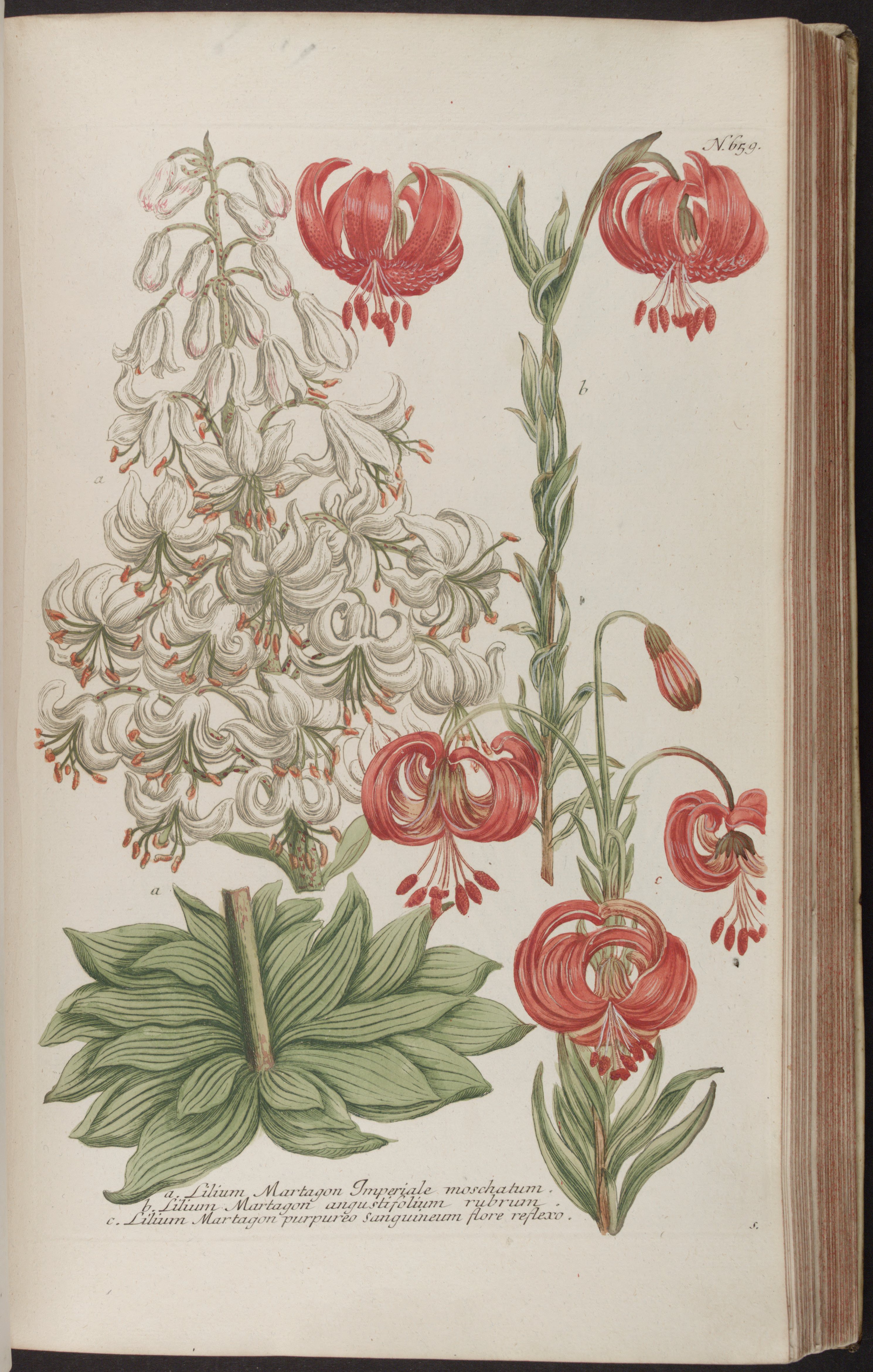 no full size  illustration available (3a)