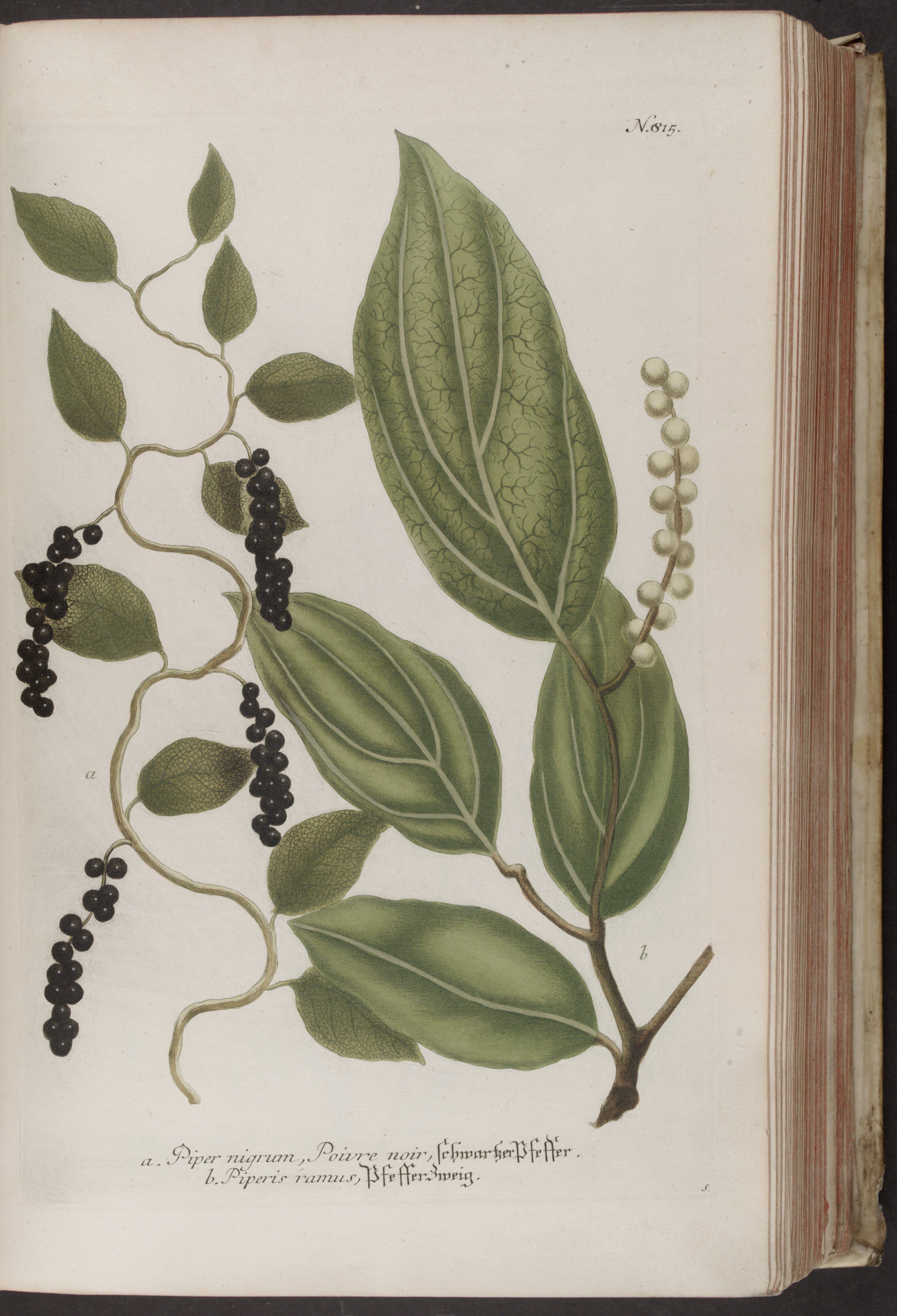 no full size  illustration available (3a)