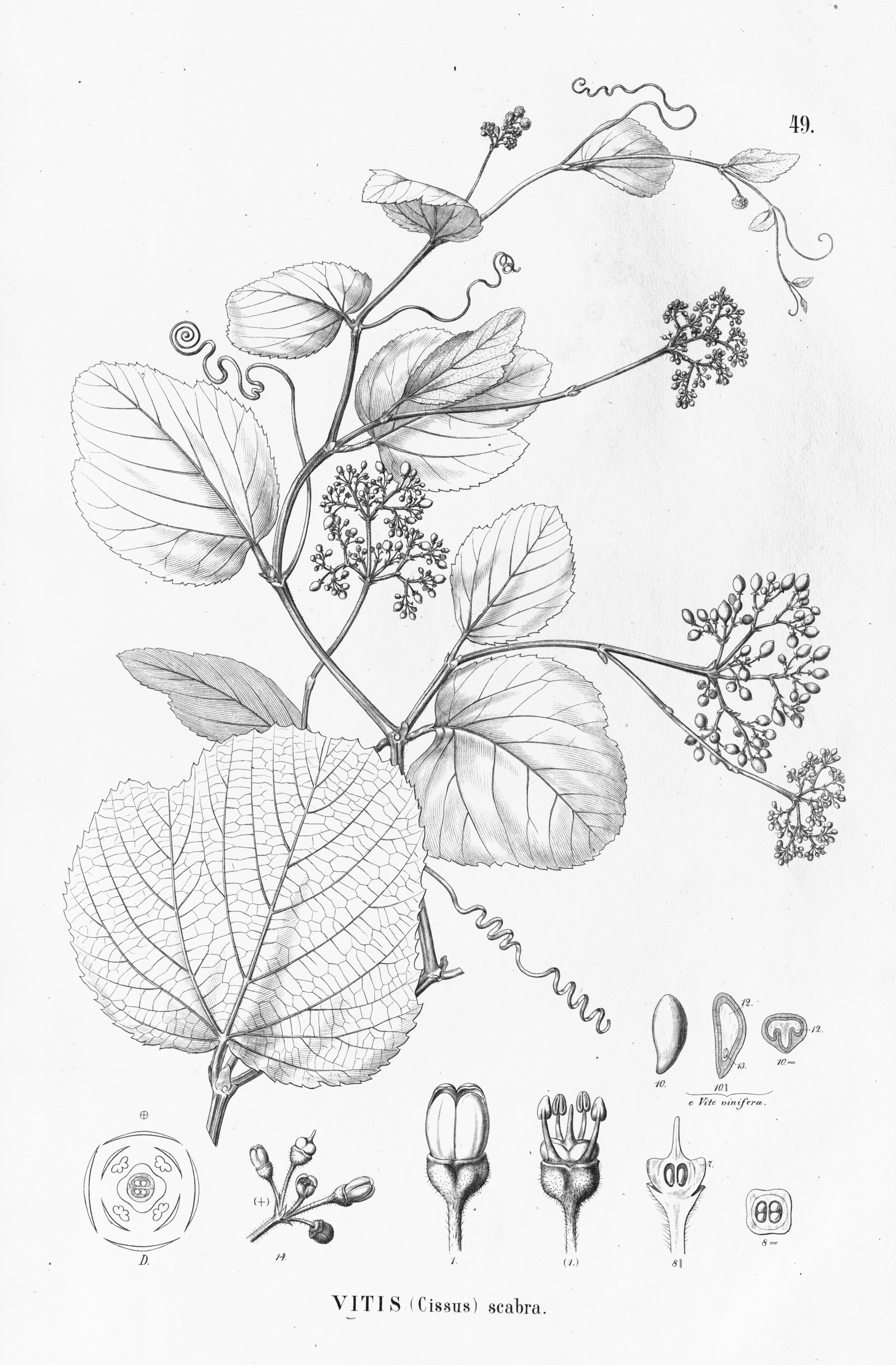 no full size  illustration available (3a)