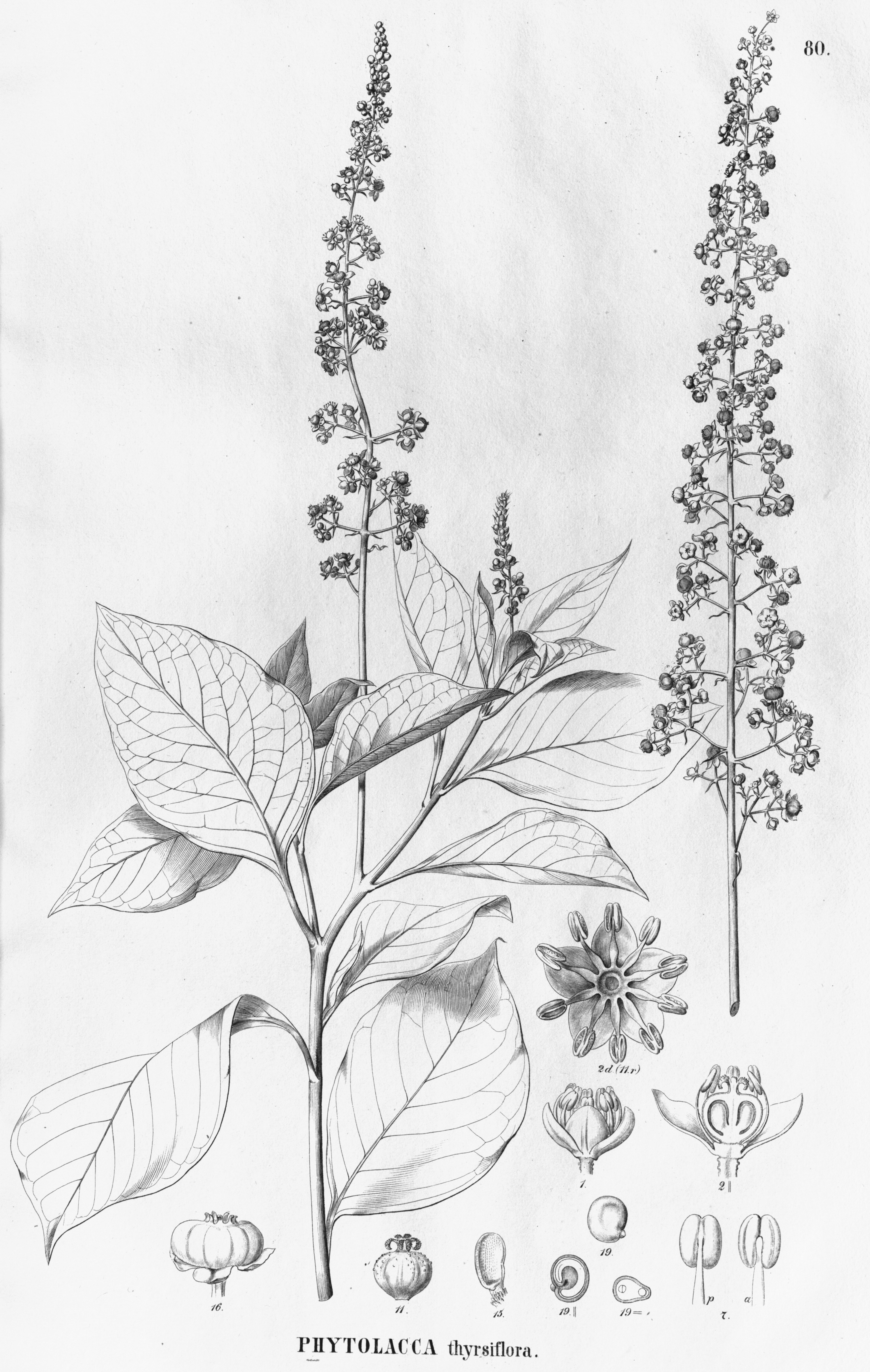 no full size  illustration available (3a)