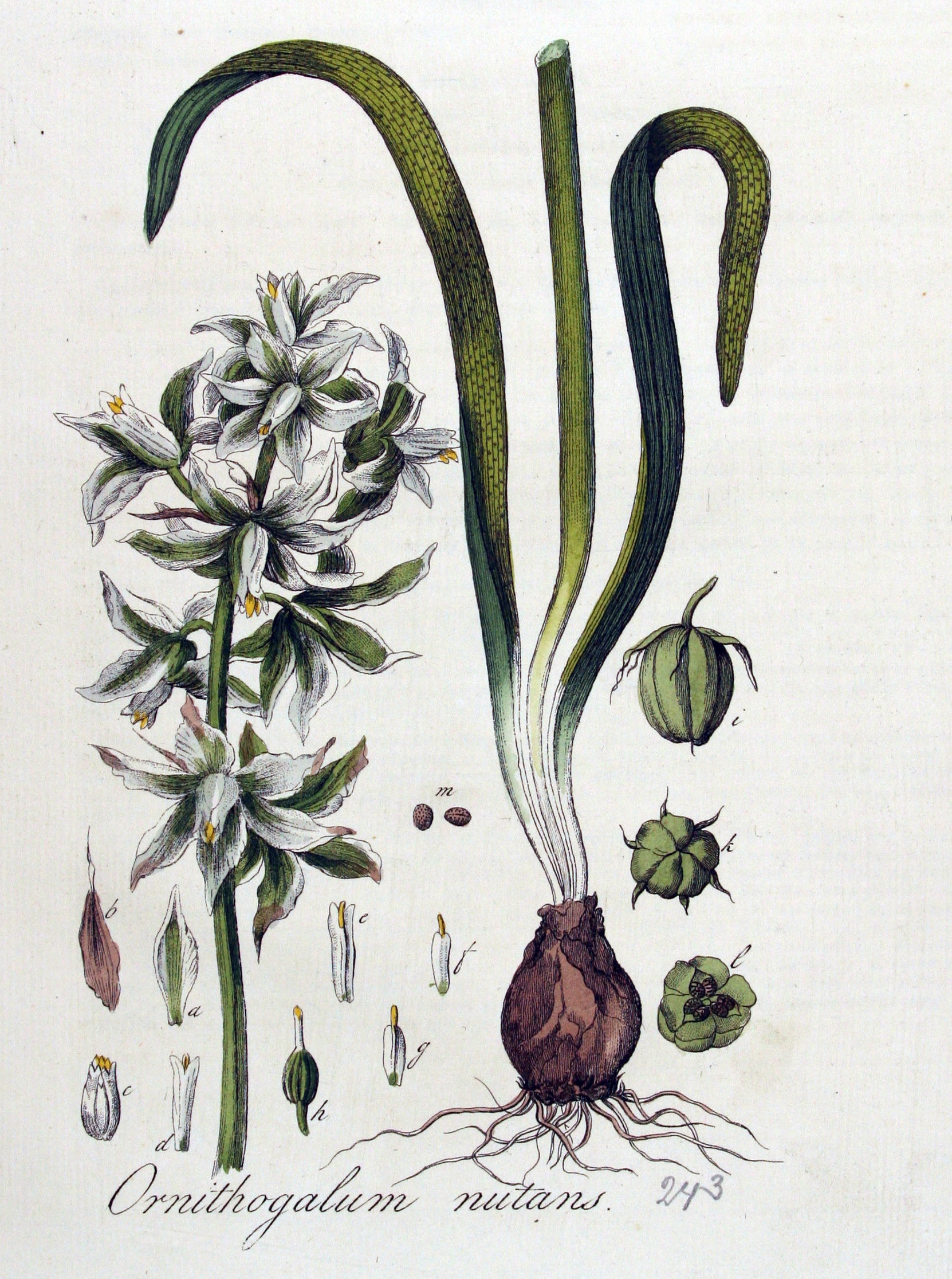 no full size  illustration available (3a)