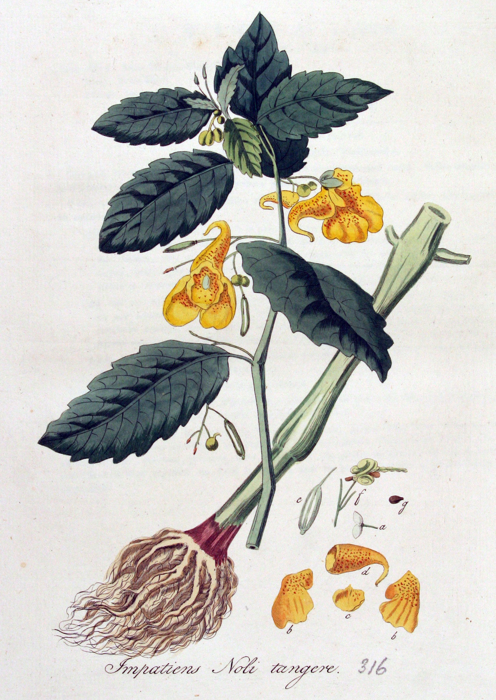 no full size  illustration available (3a)