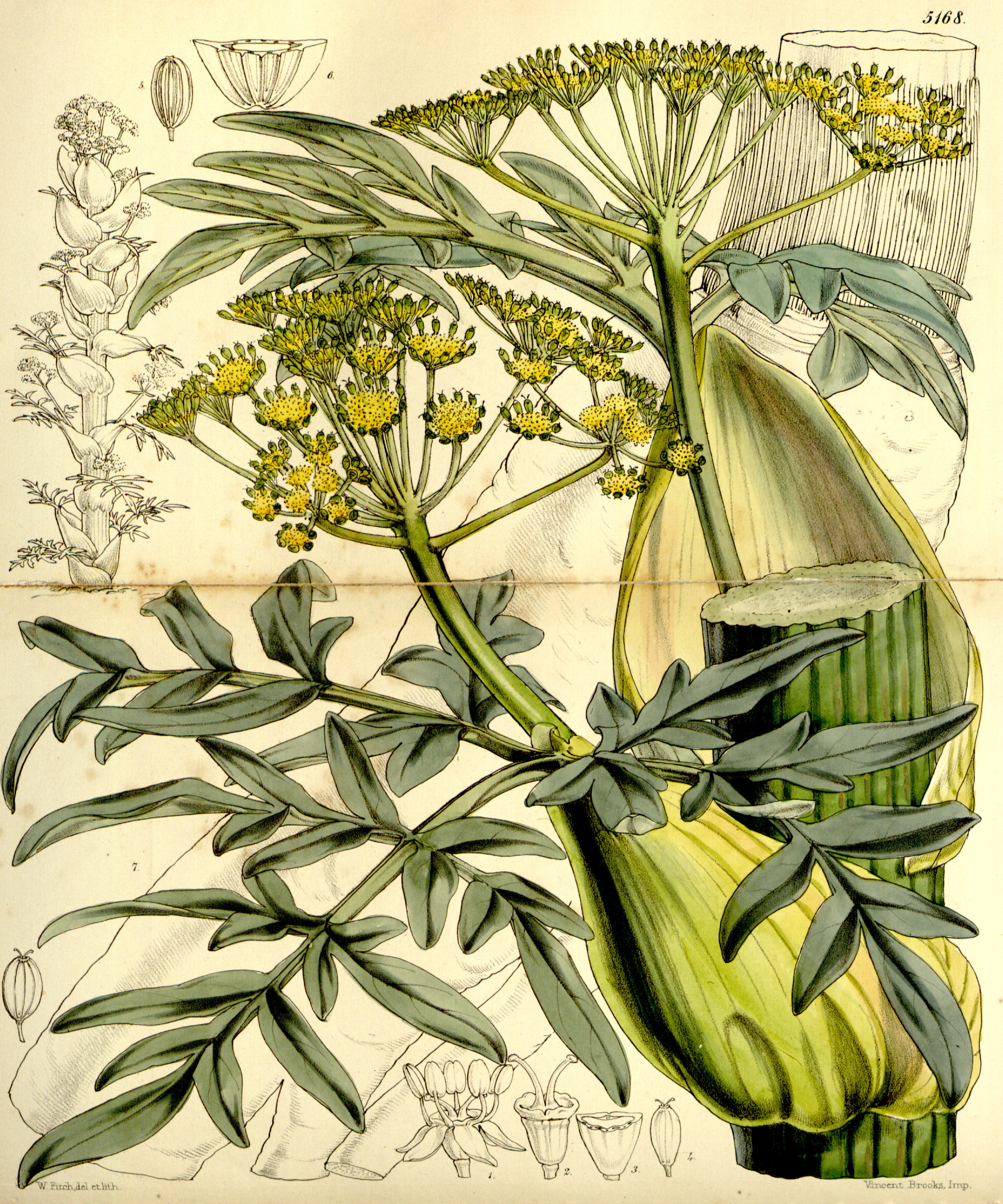 no full size  illustration available (3a)