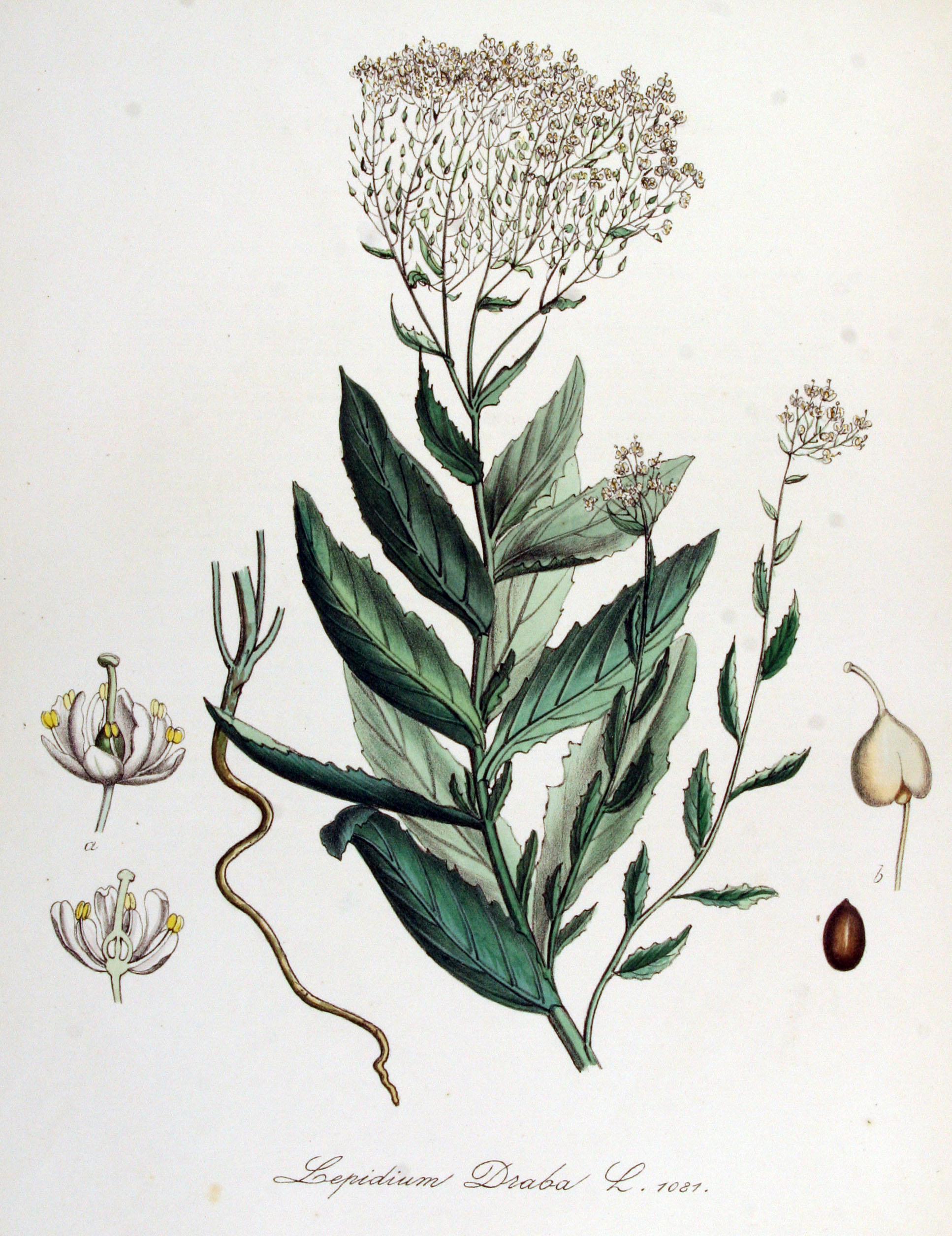 no full size  illustration available (3a)