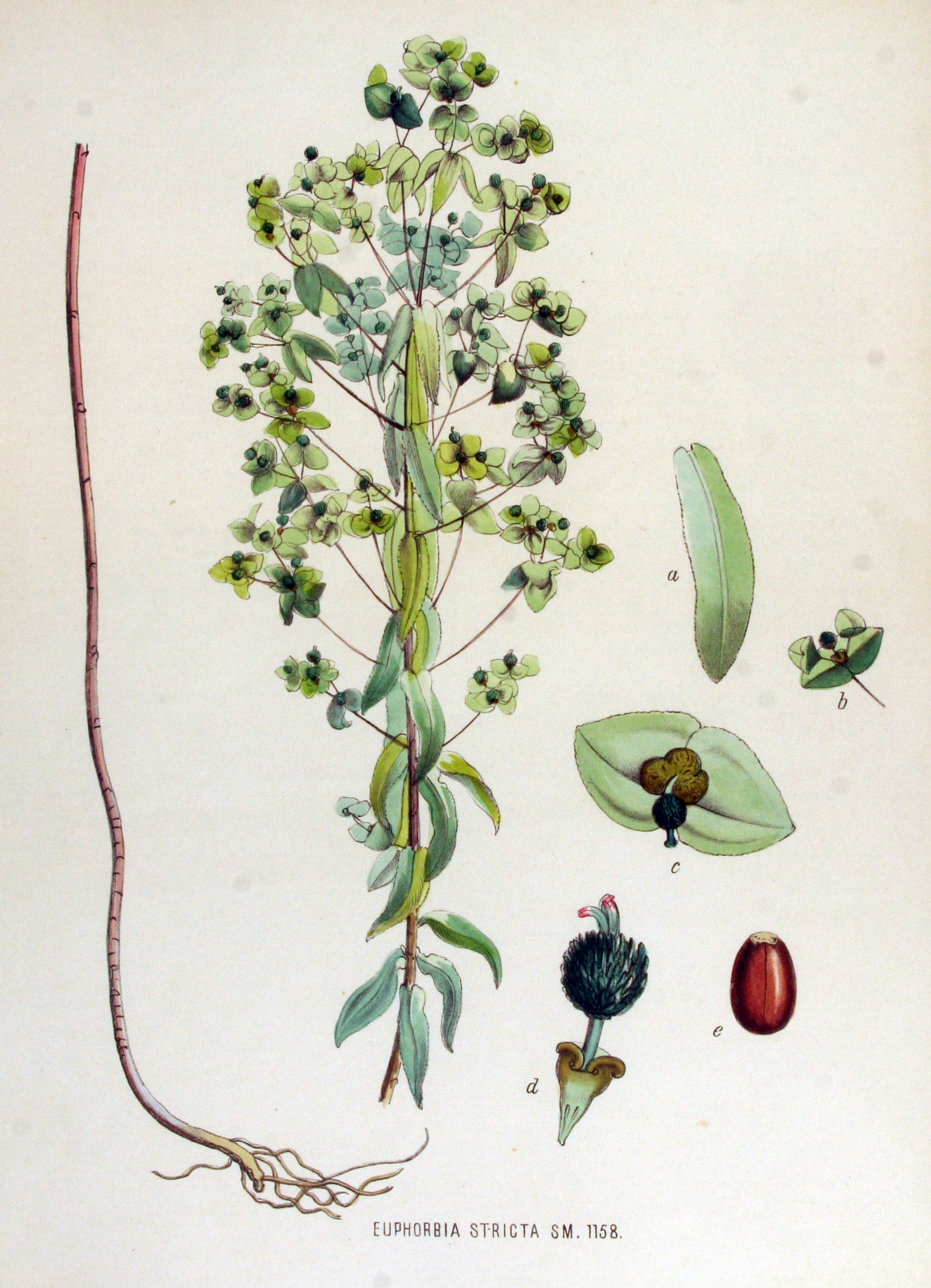 no full size  illustration available (3a)