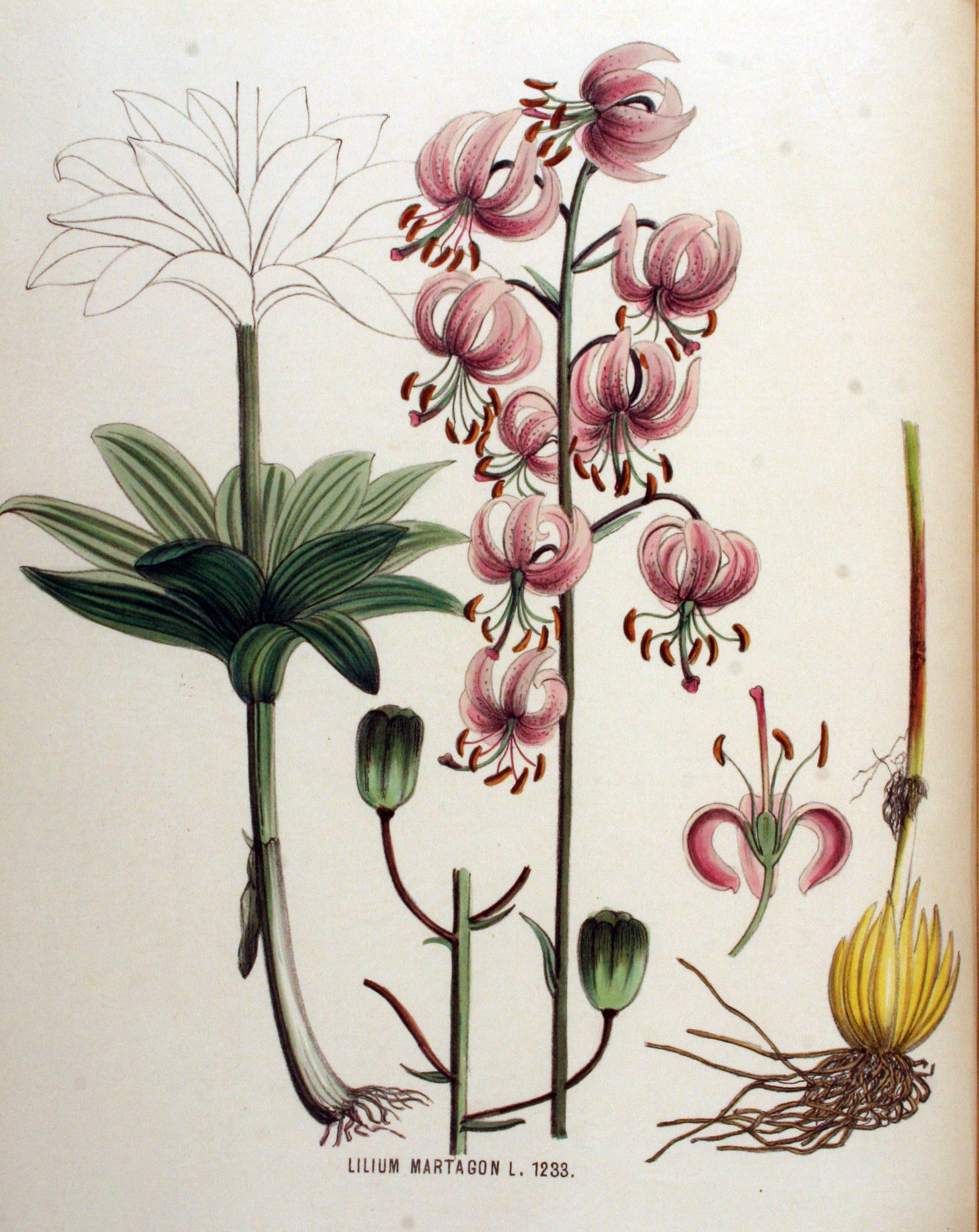 no full size  illustration available (3a)