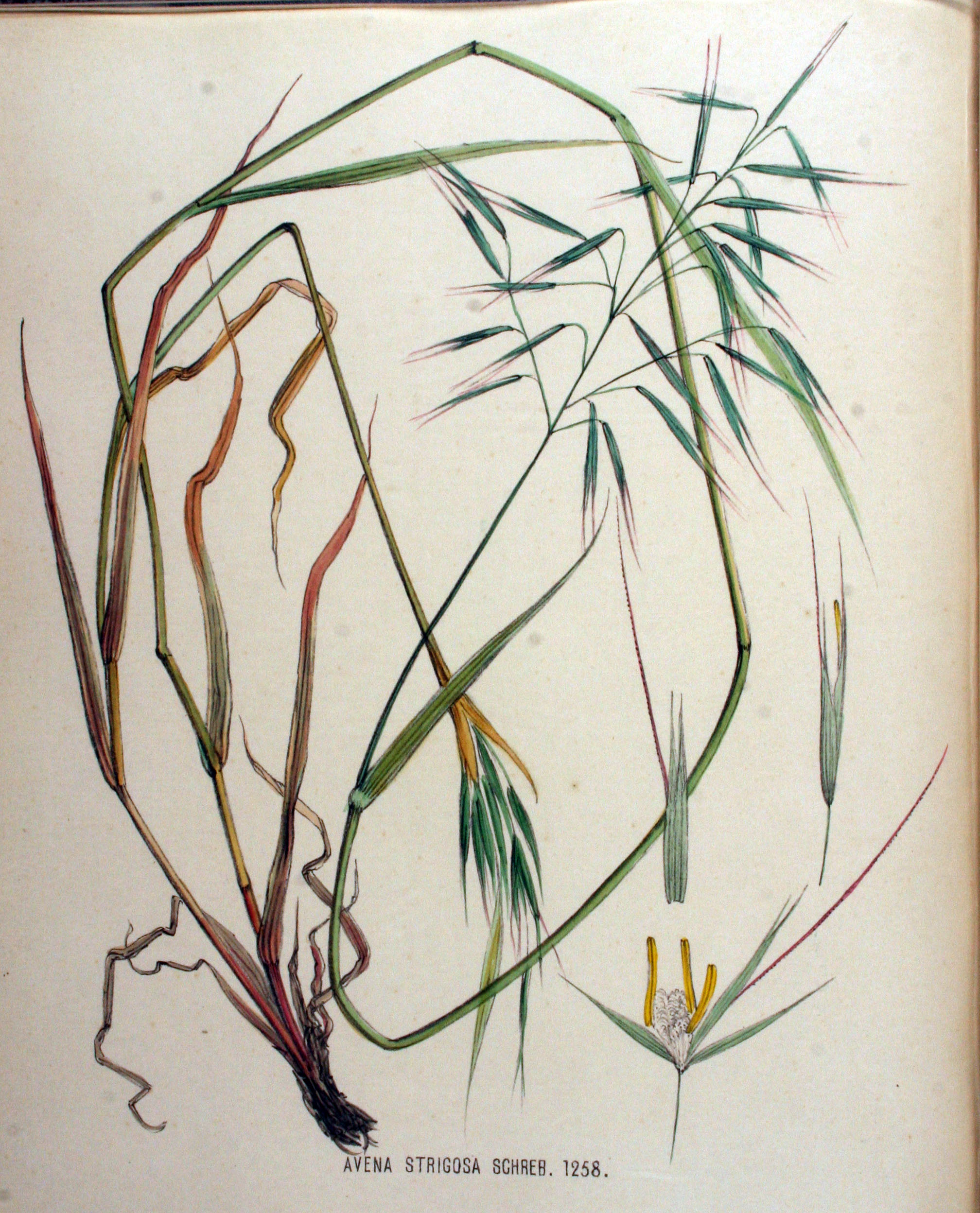 no full size  illustration available (3a)