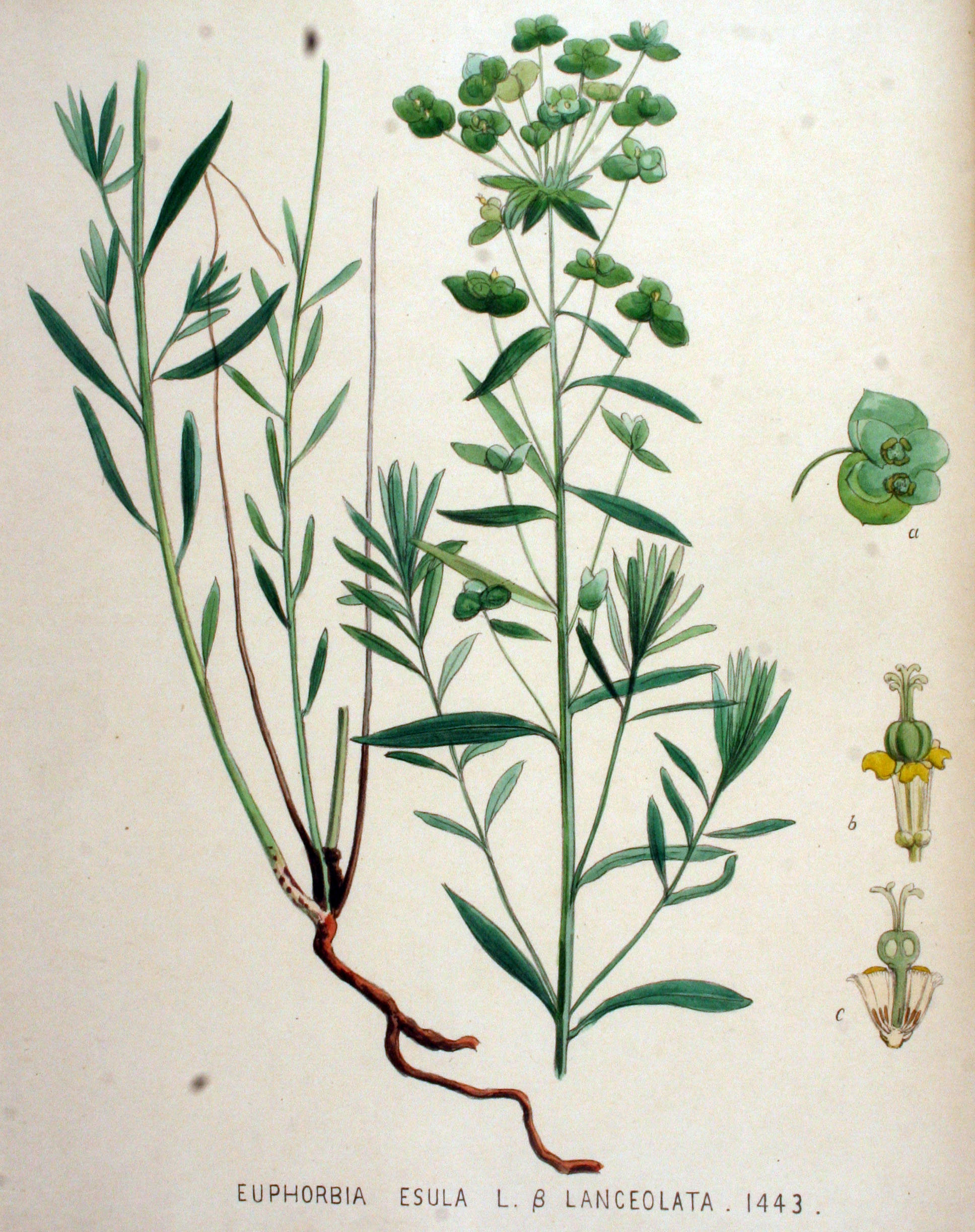 no full size  illustration available (3a)