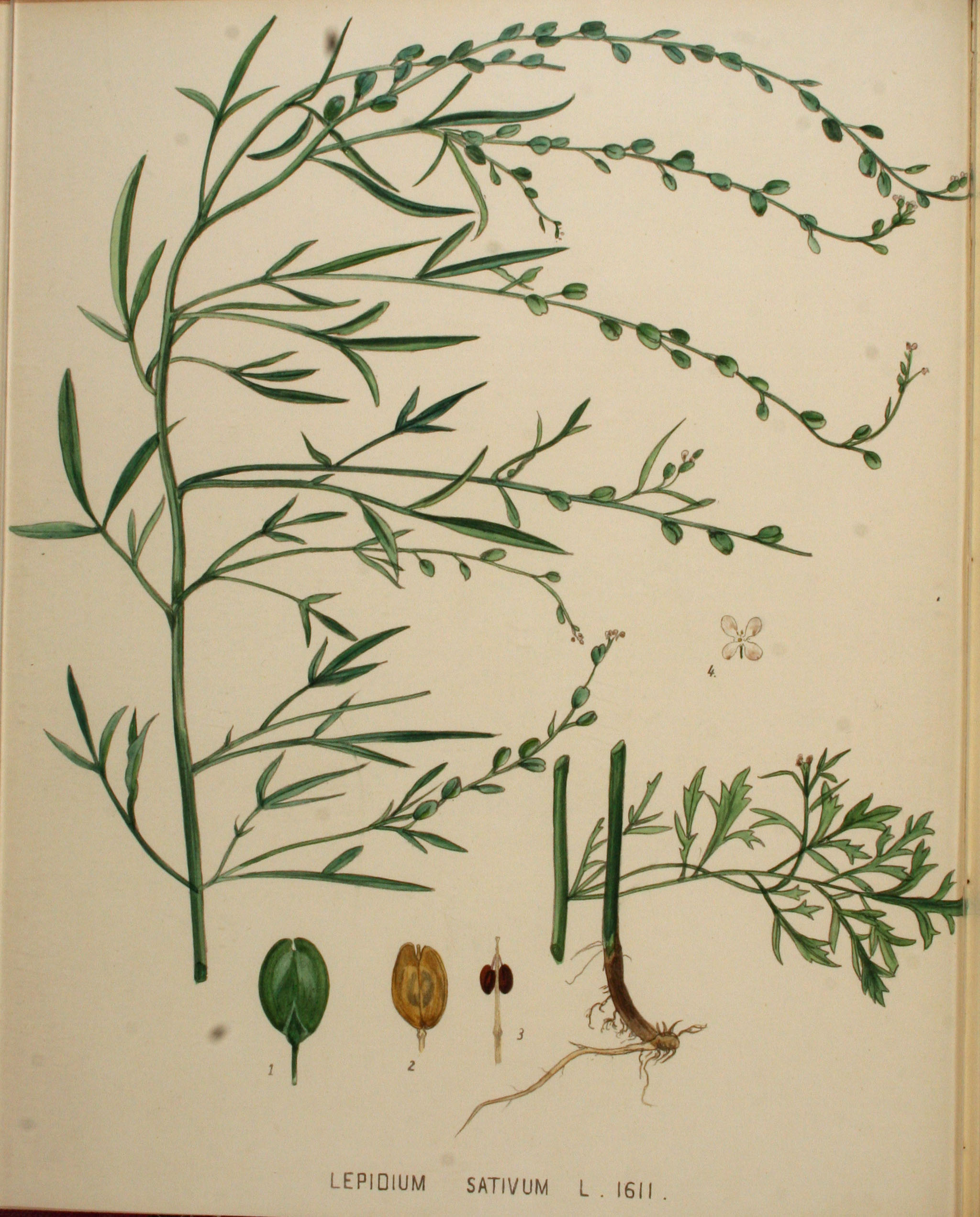 no full size  illustration available (3a)