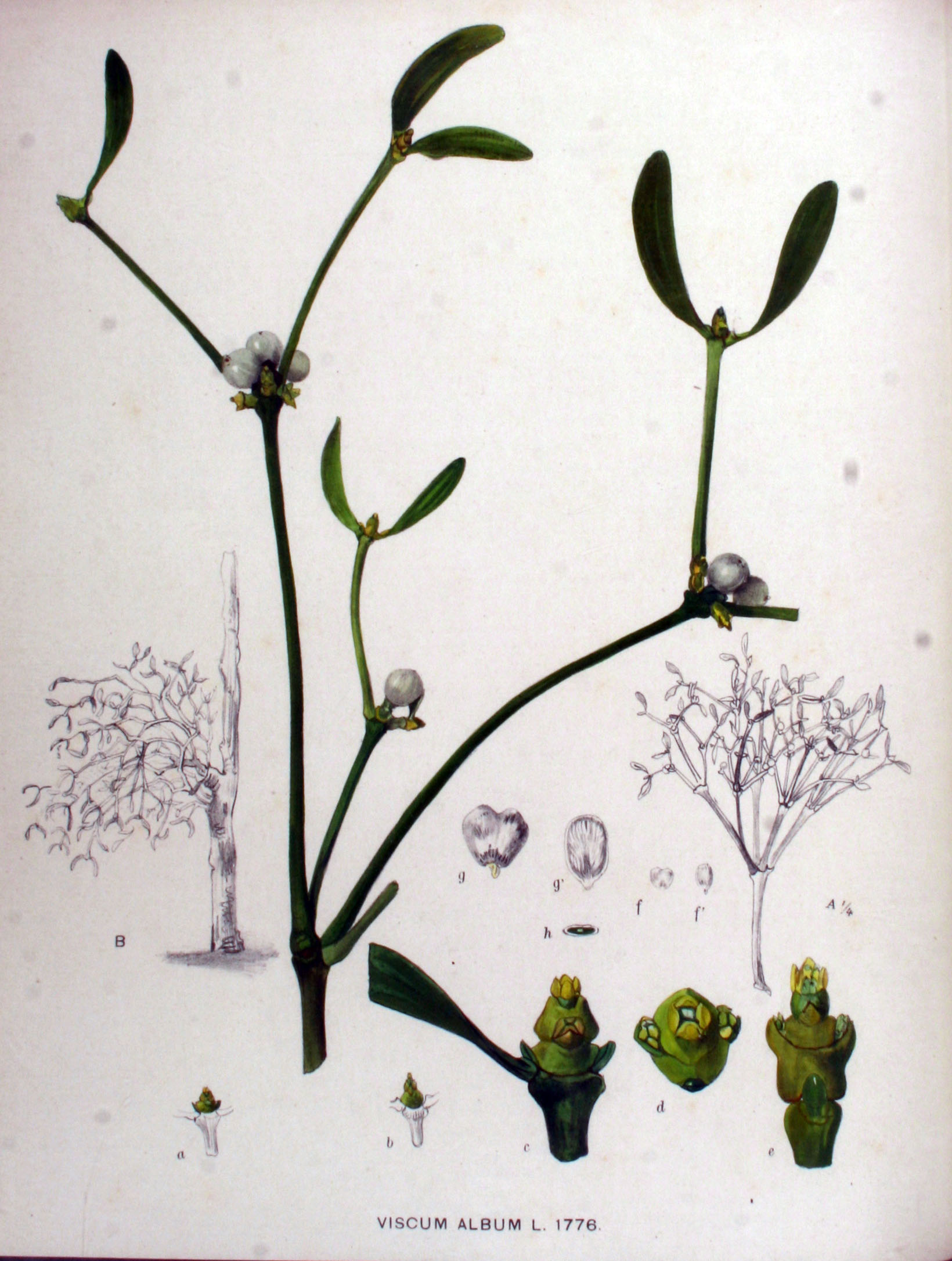 no full size  illustration available (3a)