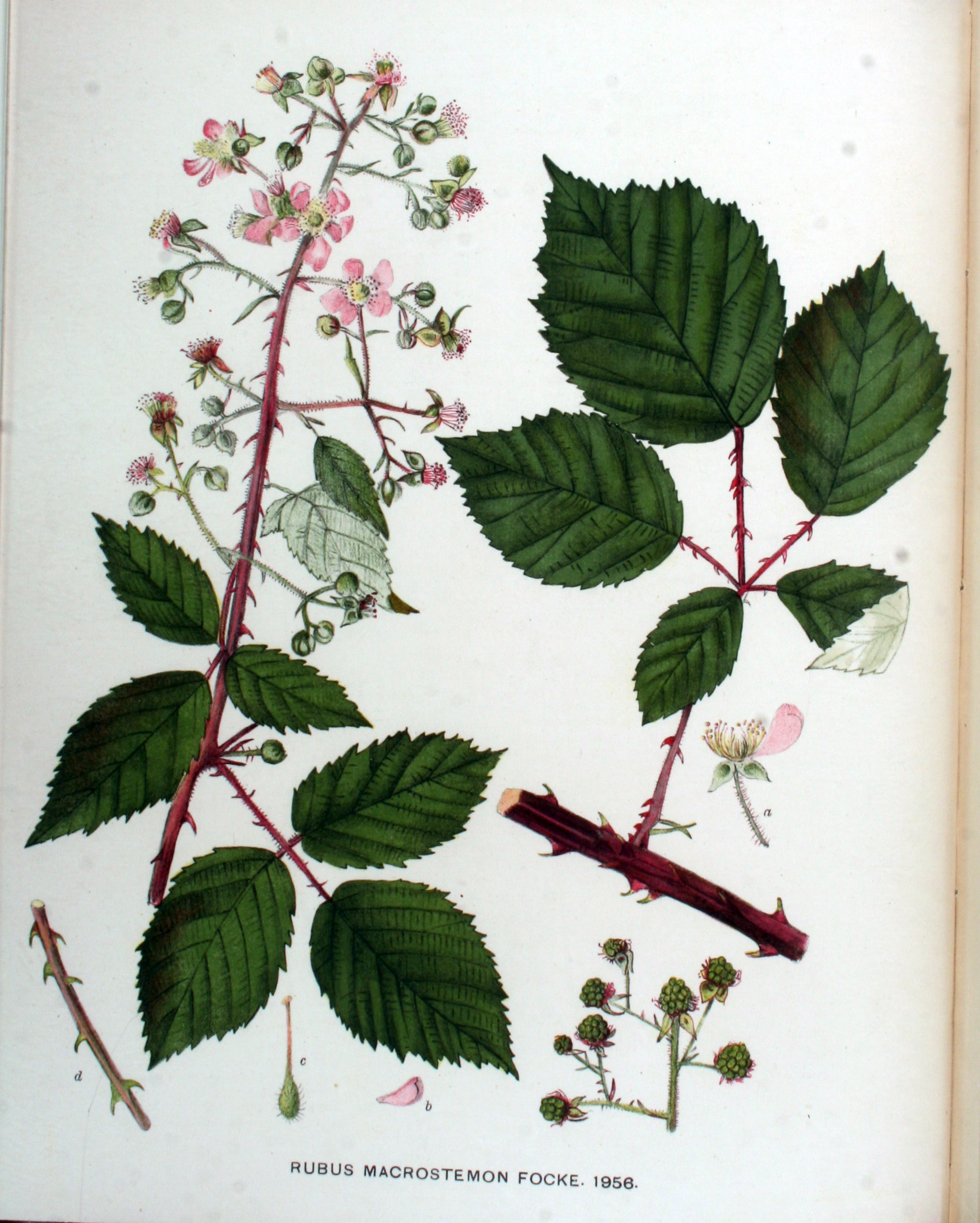 no full size  illustration available (3a)