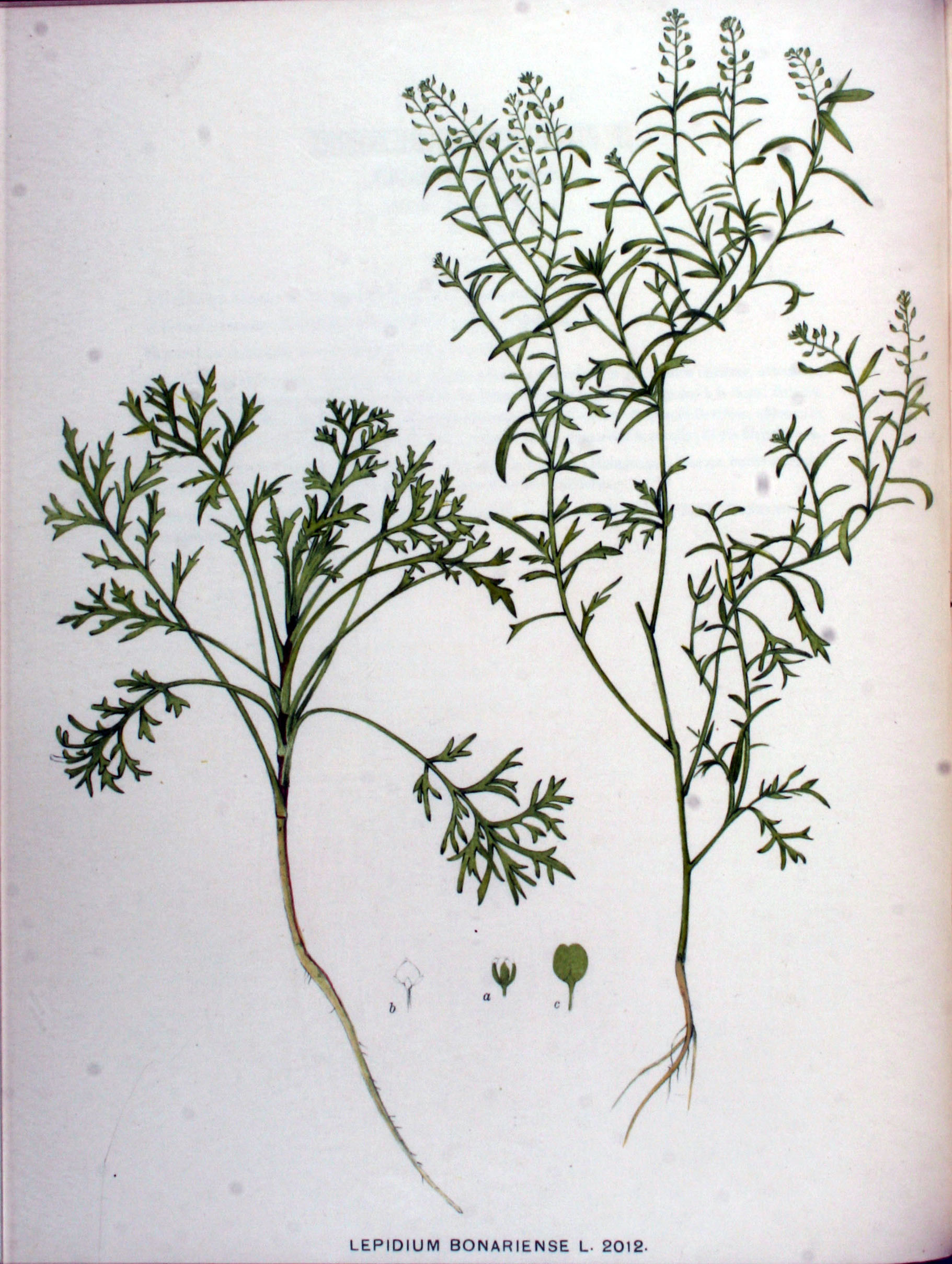 no full size  illustration available (3a)