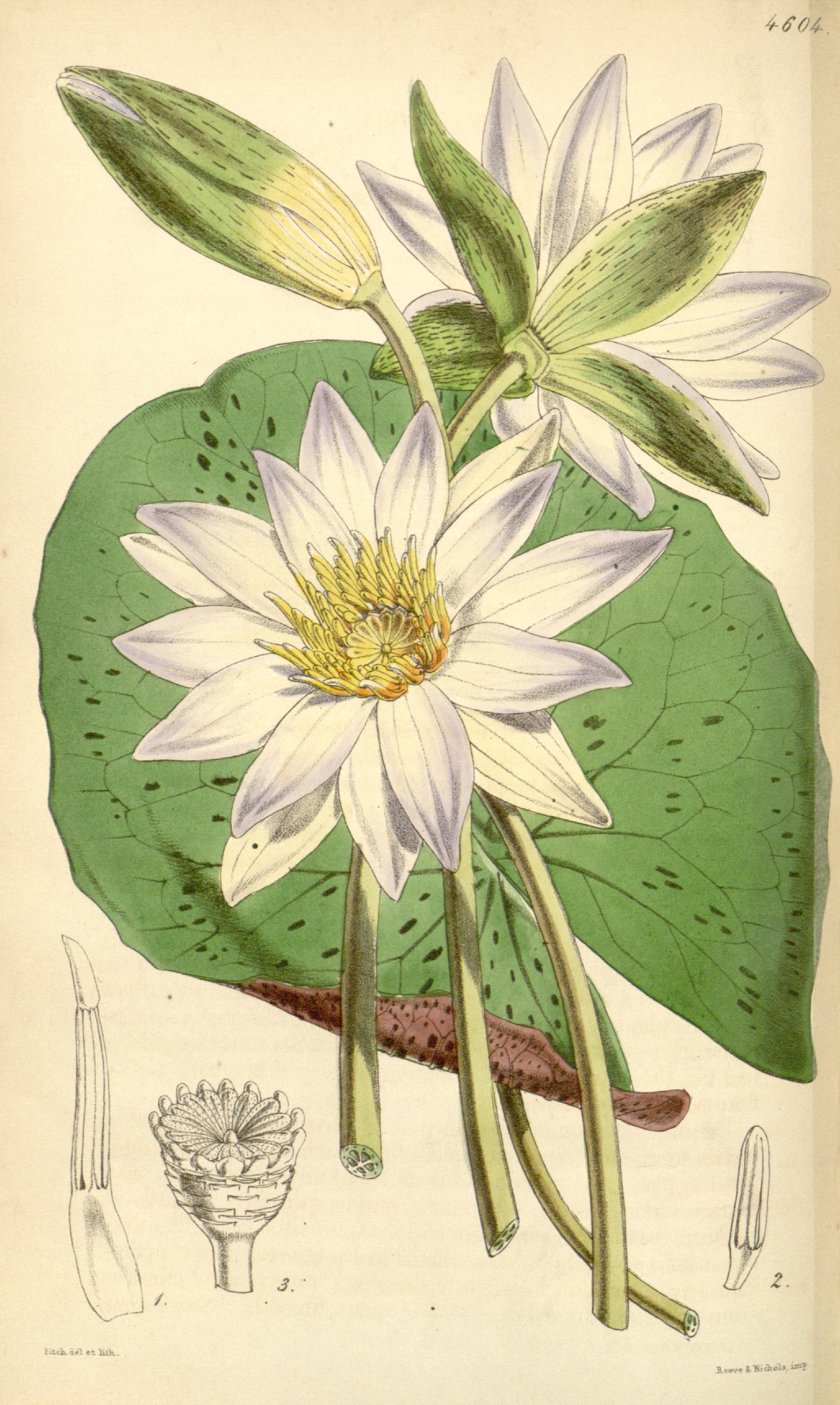 no full size  illustration available (3a)