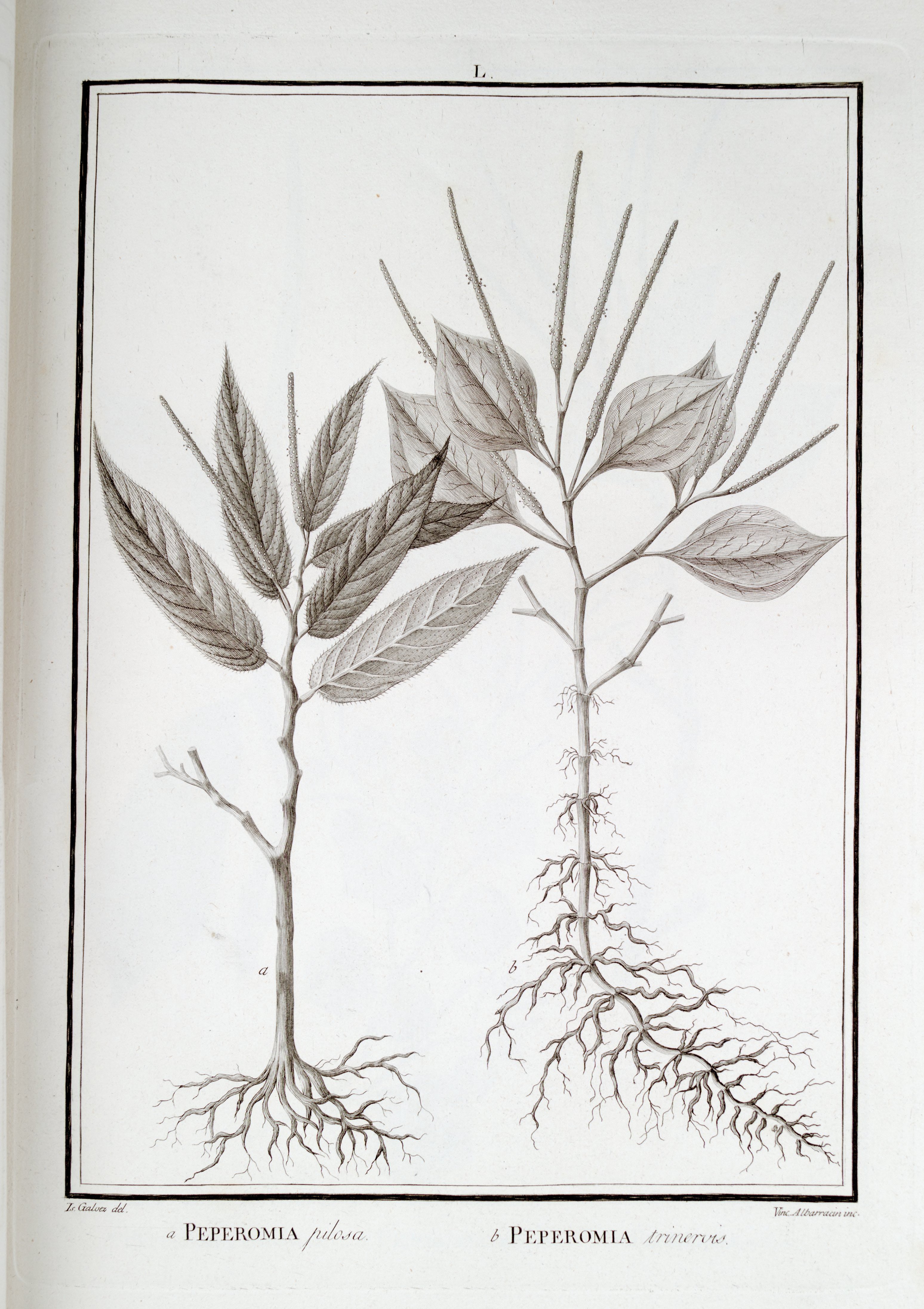 no full size  illustration available (3a)