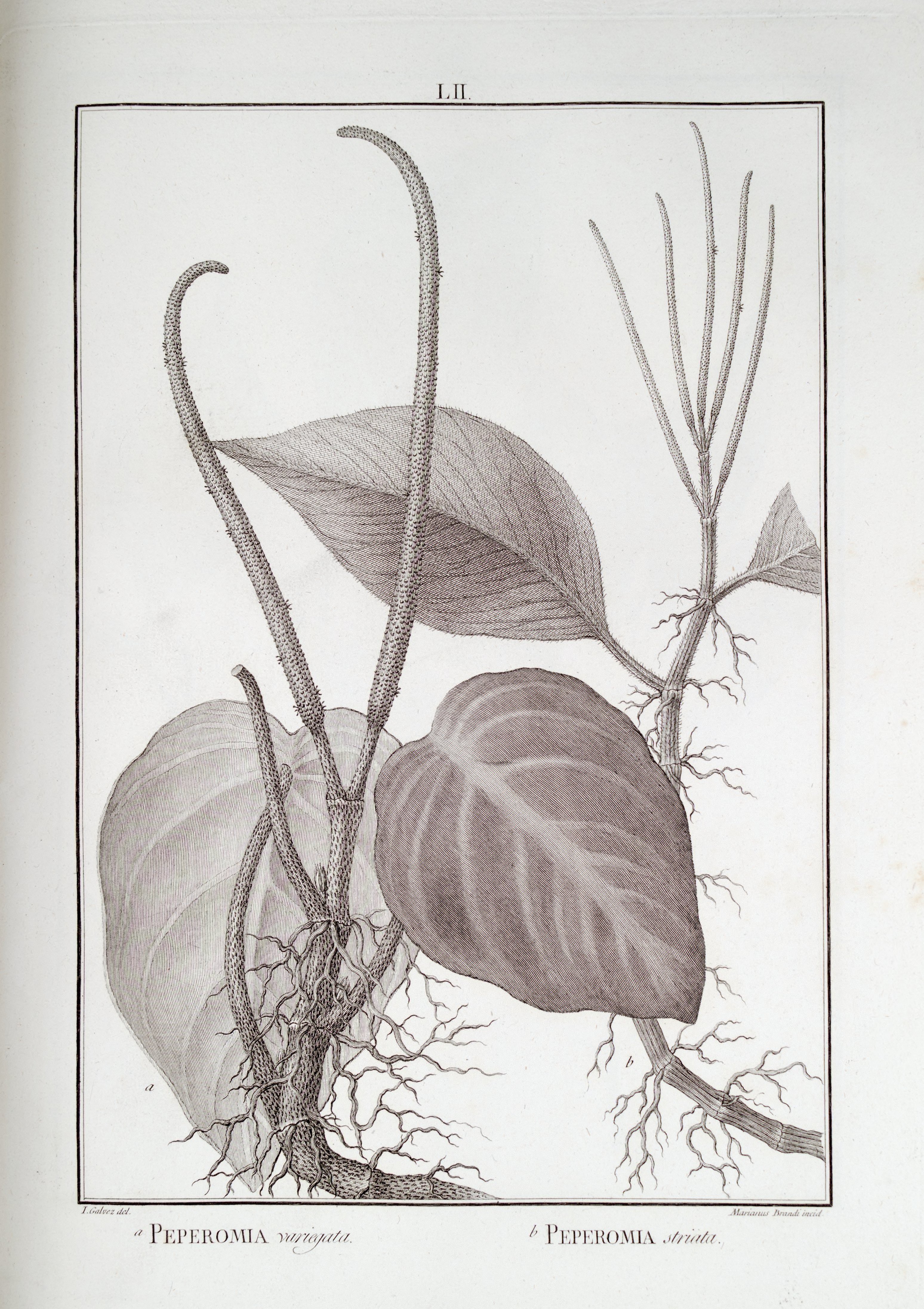 no full size  illustration available (3a)