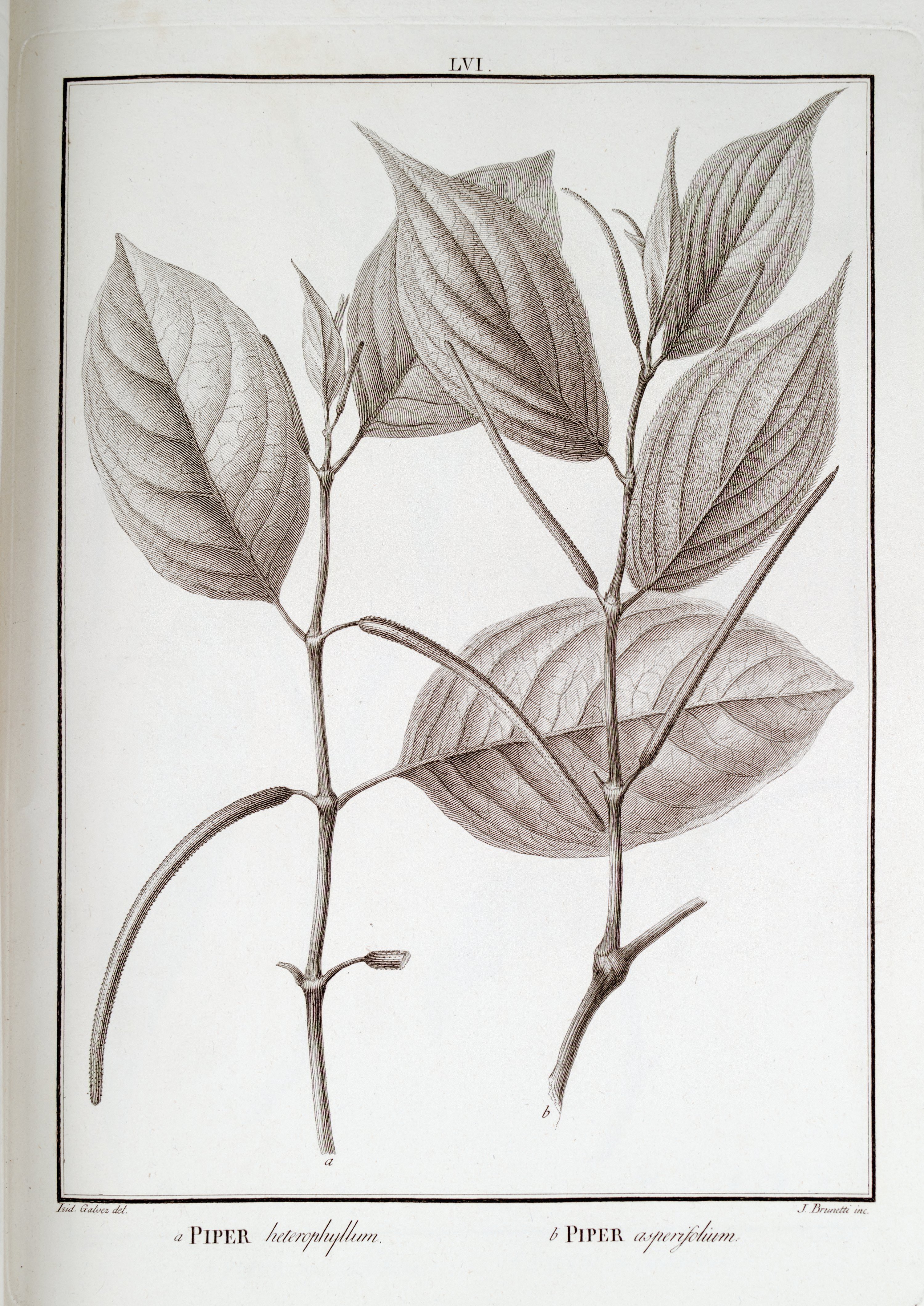 no full size  illustration available (3a)