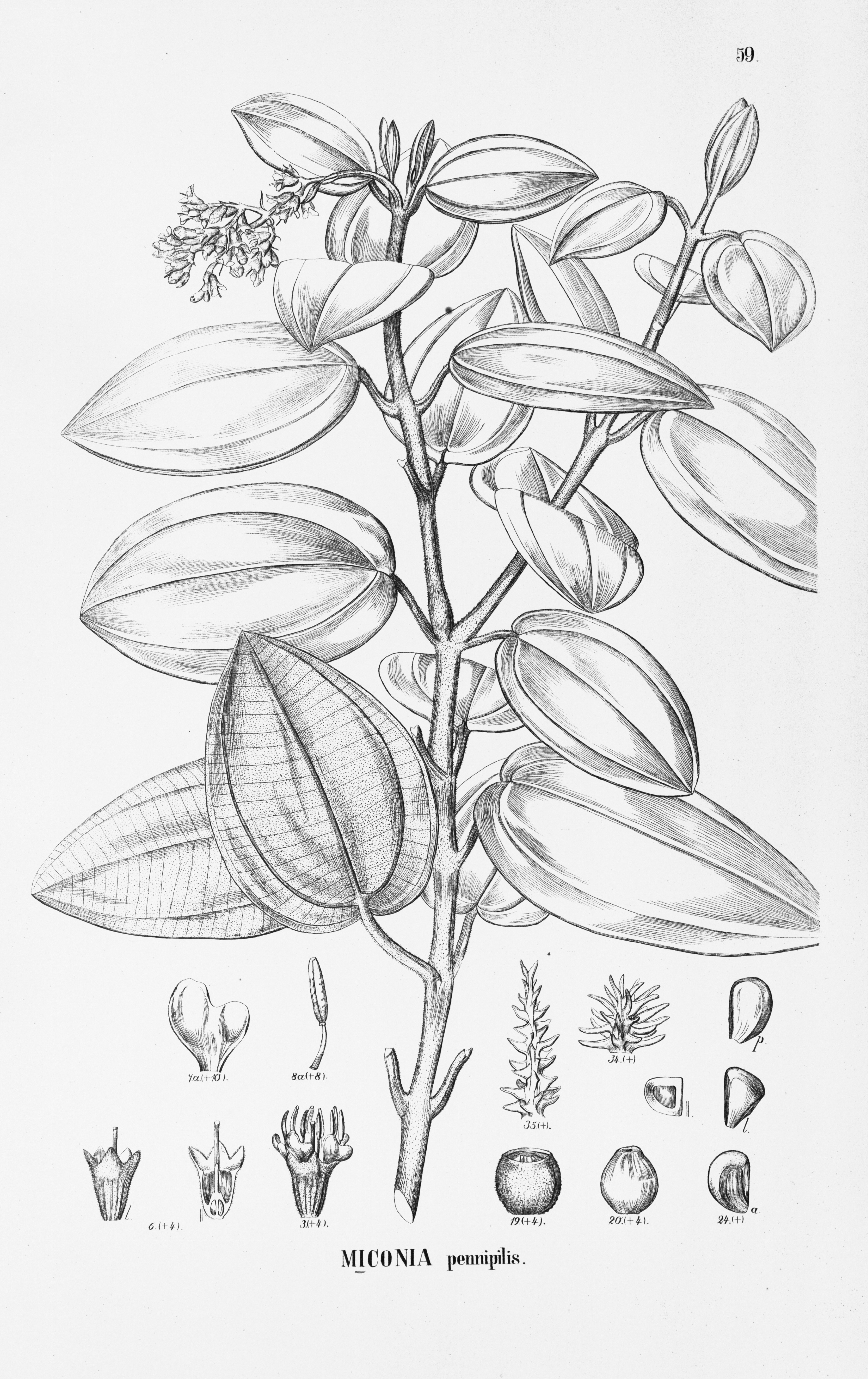 no full size  illustration available (3a)