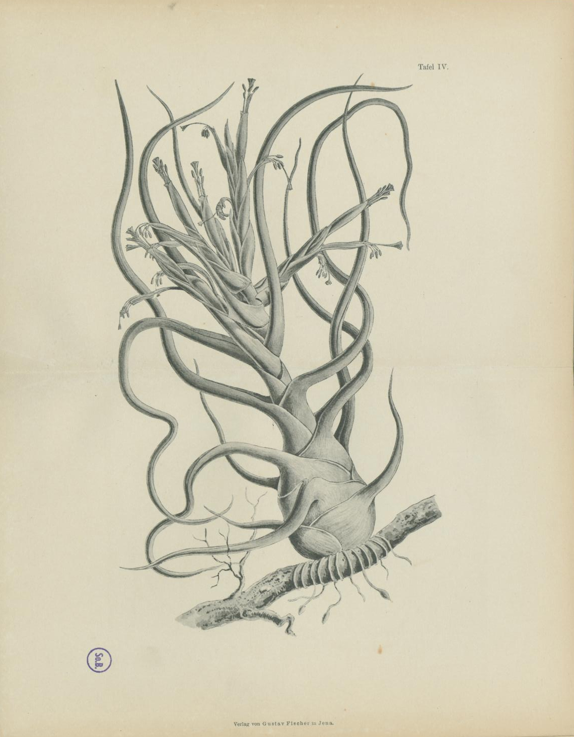 no full size  illustration available (3a)