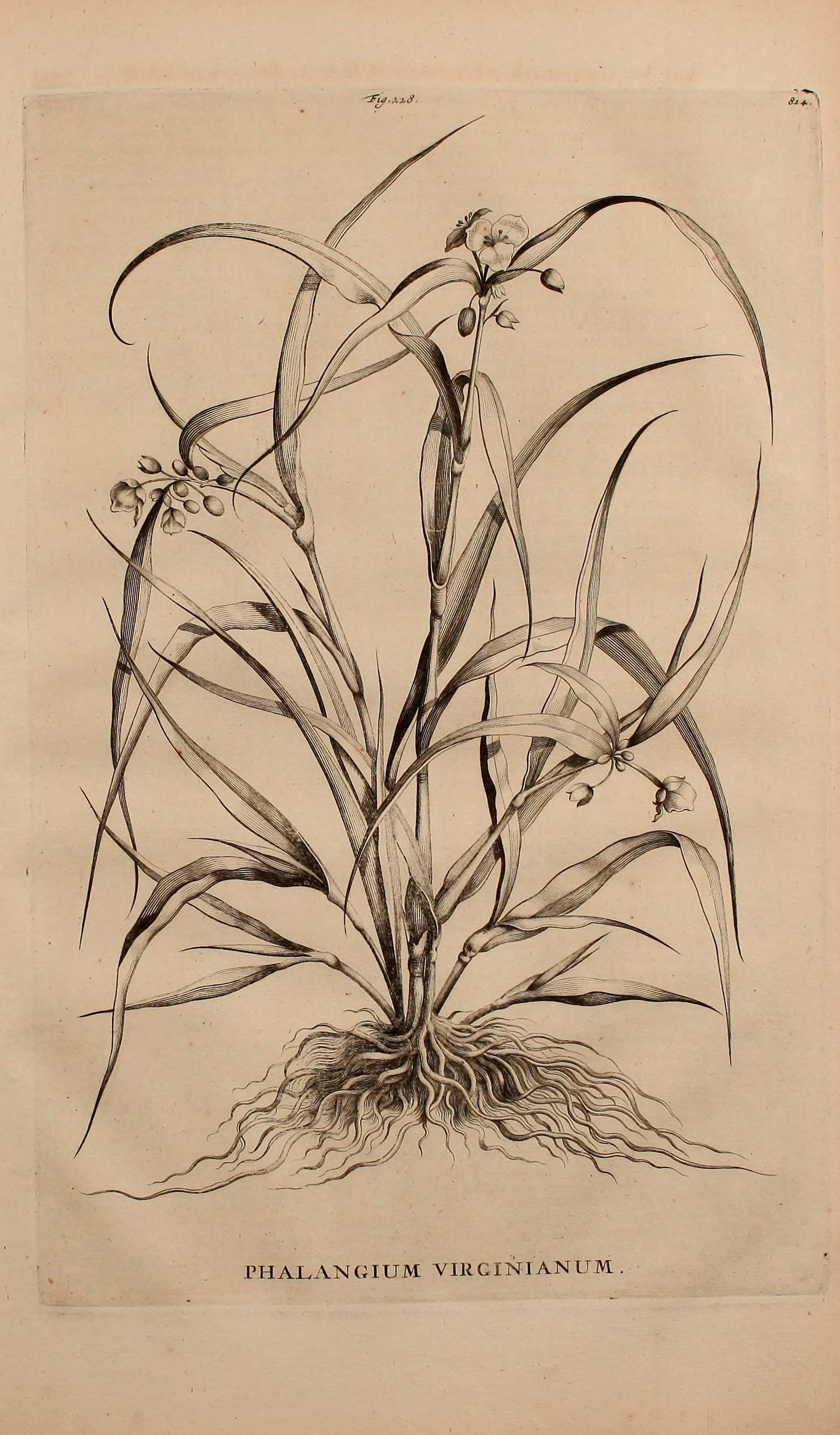 no full size  illustration available (3a)