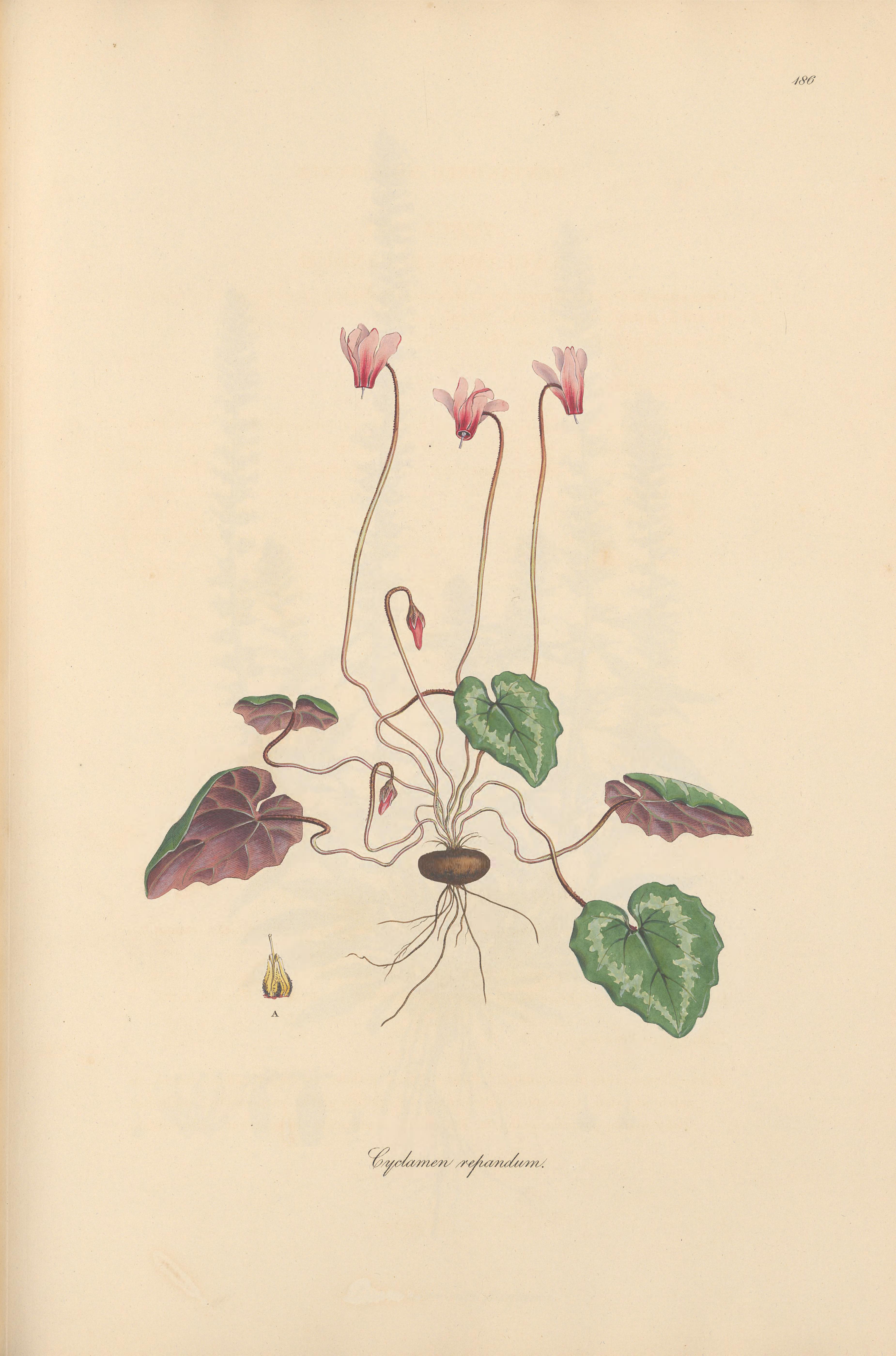 no full size  illustration available (3a)