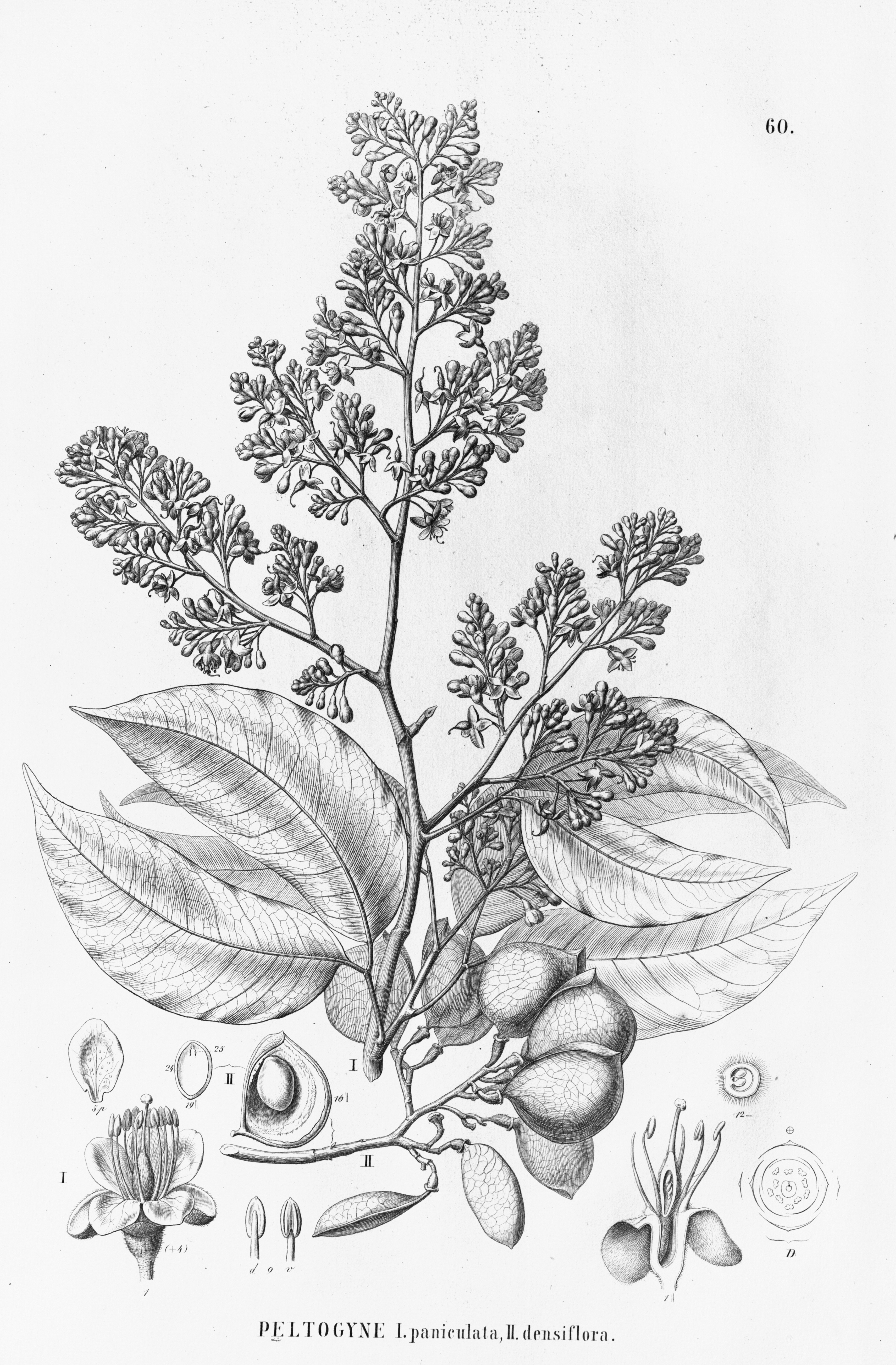 no full size  illustration available (3a)